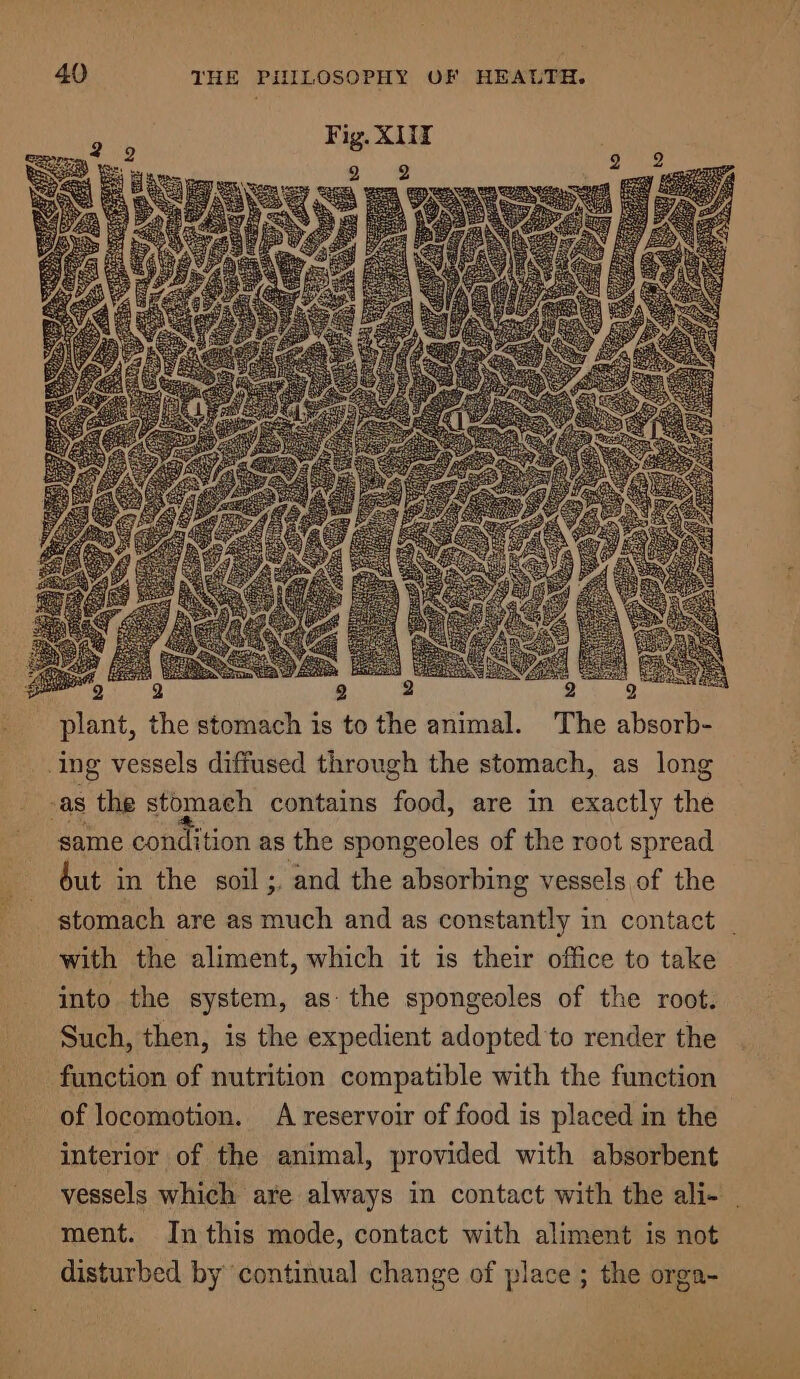 plant, the stomach is to the animal. The absorb- same condition as the spongeoles of the root spread but in the soil ;. and the absorbing vessels of the stomach are as much and as constantly in contact _ with the aliment, which it is their office to take into the system, as the spongeoles of the root. Such, then, is the expedient adopted to render the function of nutrition compatible with the function of locomotion. A reservoir of food is placed in the interior of the animal, provided with absorbent vessels which are always in contact with the ali- | ment. In this mode, contact with aliment is not disturbed by continual change of place ; the orga-