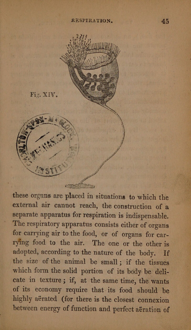 = id —— ~e ~ i re — =, = = = \S33 iM Wine NN VO ee cal Muelle at i] rT these organs are placed in situations to which the external air cannot reach, the construction of a separate apparatus for respiration is indispensable. The respiratory apparatus consists either of organs for carrying air to the food, or of organs for car- rying food to the air. The one or the other is adopted, according to the nature of the body. If the size of the animal be small; if the tissues which form the solid portion of its body be deli- cate in texture; if, at the same time, the wants of its economy require that-its food should be highly aérated (for there is the closest connexion between energy of function and perfect atration of