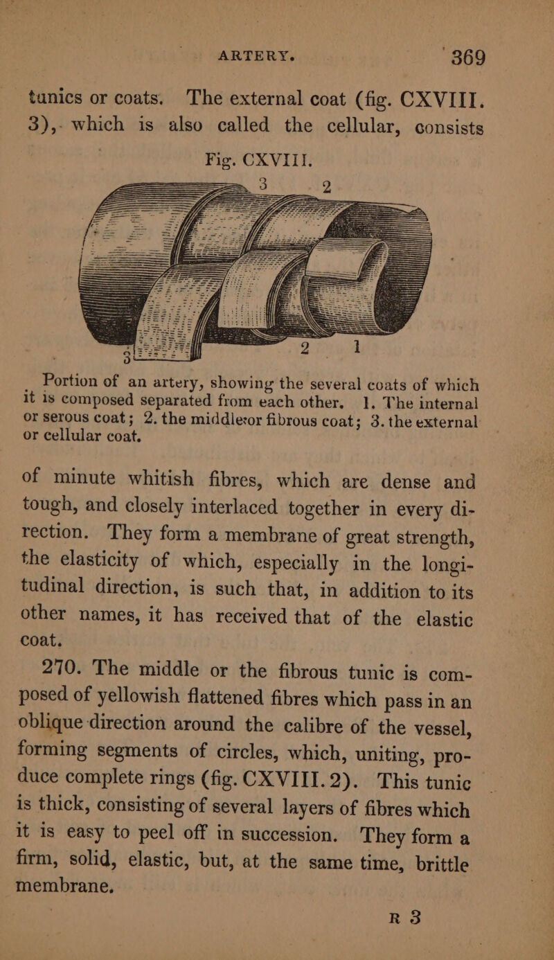 tunics or coats. The external coat (fig. CXVIII. 3),- which is also called the cellular, consists Fig. CXVIII. Portion of an artery, showing the several coats of which it is composed separated from each other. 1. The internal or serous coat; 2. the middleor fibrous coat; 3. the external or cellular coat. of minute whitish fibres, which are dense and tough, and closely interlaced together in every di- rection. They form a membrane of great strength, the elasticity of which, especially in the longi- tudinal direction, is such that, in addition to its other names, it has received that of the elastic coat. 270. The middle or the fibrous tunic is com- posed of yellowish flattened fibres which pass in an oblique direction around the calibre of the vessel, forming segments of circles, which, uniting, pro- duce complete rings (fig. CXVIII.2). This tunic is thick, consisting of several layers of fibres which it is easy to peel off in succession. They form a firm, solid, elastic, but, at the same time, brittle membrane. R 3