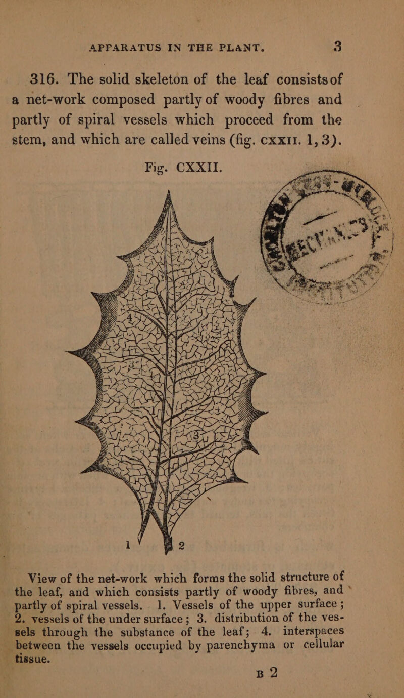 316. The solid skeleton of the leaf consists of a net-work composed partly of woody fibres and partly of spiral vessels which proceed from the stem, and which are called veins (fig. cxx11. 1,3). View of the net-work which forms the solid structure of the leaf, and which consists partly of woody fibres, and * partly of spiral vessels. 1. Vessels of the upper surface ; 2. vessels of the under surface; 3. distribution of the ves- sels through the substance of the leaf; 4. interspaces between the vessels occupied by parenchyma or cellular tissue. B 2