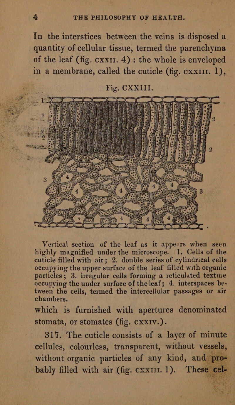 In the interstices between the veins is disposed a. quantity of cellular tissue, termed the parenchyma of the leaf (fig. cxx11. 4) : the whole is enveloped in a membrane, called the cuticle (fig. cxx111. 1), Vertical section of the leaf as it appears when seen highly magnified under the microscope. 1. Cells of the cuticle filled with air; 2. double series of cylindrical cells occupying the upper surface of the leaf filled with organic particles; 3. irregular cells forming a reticulated textuie occupying the under surface of theleaf; 4. interspaces be- tween the cells, termed the intercellular passages or ait chambers. which is furnished with apertures denominated stomata, or stomates (fig. cxxIv.). 317. The cuticle consists of a layer of minute cellules, colourless, transparent, without vessels, without organic particles of any kind, and. pro= bably filled with air (fig. cxx1n.1). These cele A