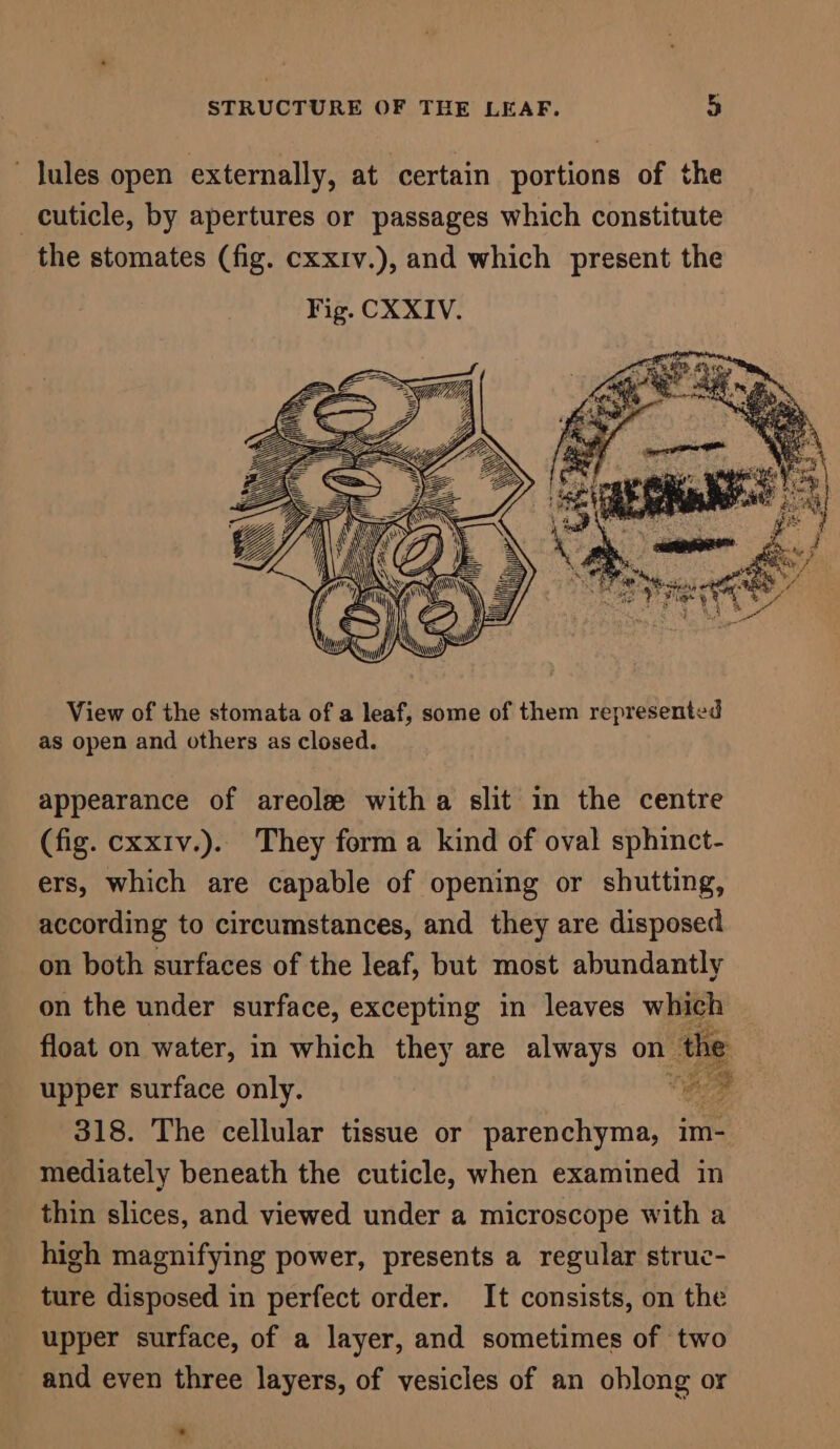 Jules open externally, at certain portions of the cuticle, by apertures or passages which constitute the stomates (fig. cxxiv.), and which present the View of the stomata of a leaf, some of them represented as open and others as closed. appearance of areole witha slit in the centre (fig. cxxiv.). They form a kind of oval sphinct- ers, which are capable of opening or shutting, according to circumstances, and they are disposed on both surfaces of the leaf, but most abundantly on the under surface, excepting in leaves which float on water, in which they are always on the upper surface only. ips a 318. The cellular tissue or parenchyma, im- mediately beneath the cuticle, when examined in thin slices, and viewed under a microscope with a high magnifying power, presents a regular struc- ture disposed in perfect order. It consists, on the upper surface, of a layer, and sometimes of two and even three layers, of vesicles of an oblong or