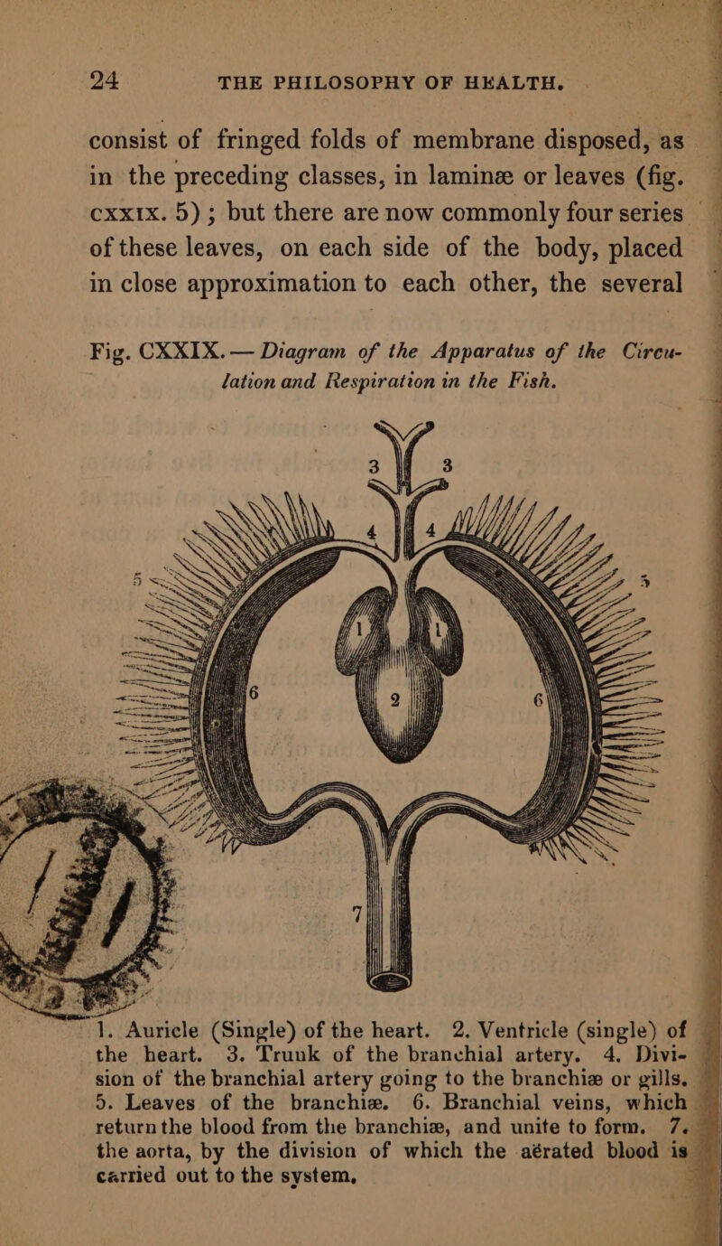 consist of fringed folds of membrane disposed, as in the preceding classes, in lamin or leaves (fig. cxxix. 5); but there are now commonly four series © of these leaves, on each side of the body, placed in close approximation to each other, the several 24 THE PHILOSOPHY OF HEALTH. ‘ : ; 1. Auricle (Single) of the heart. 2. Ventricle (single) of the heart. 3. Trunk of the branchial artery. 4. Divi- sion of the branchial artery going to the branchie or gills. 5. Leaves of the branchie. 6. Branchial veins, which return the blood from the branchiez, and unite to form. 7. the aorta, by the division of which the aérated blood is carried out to the system,