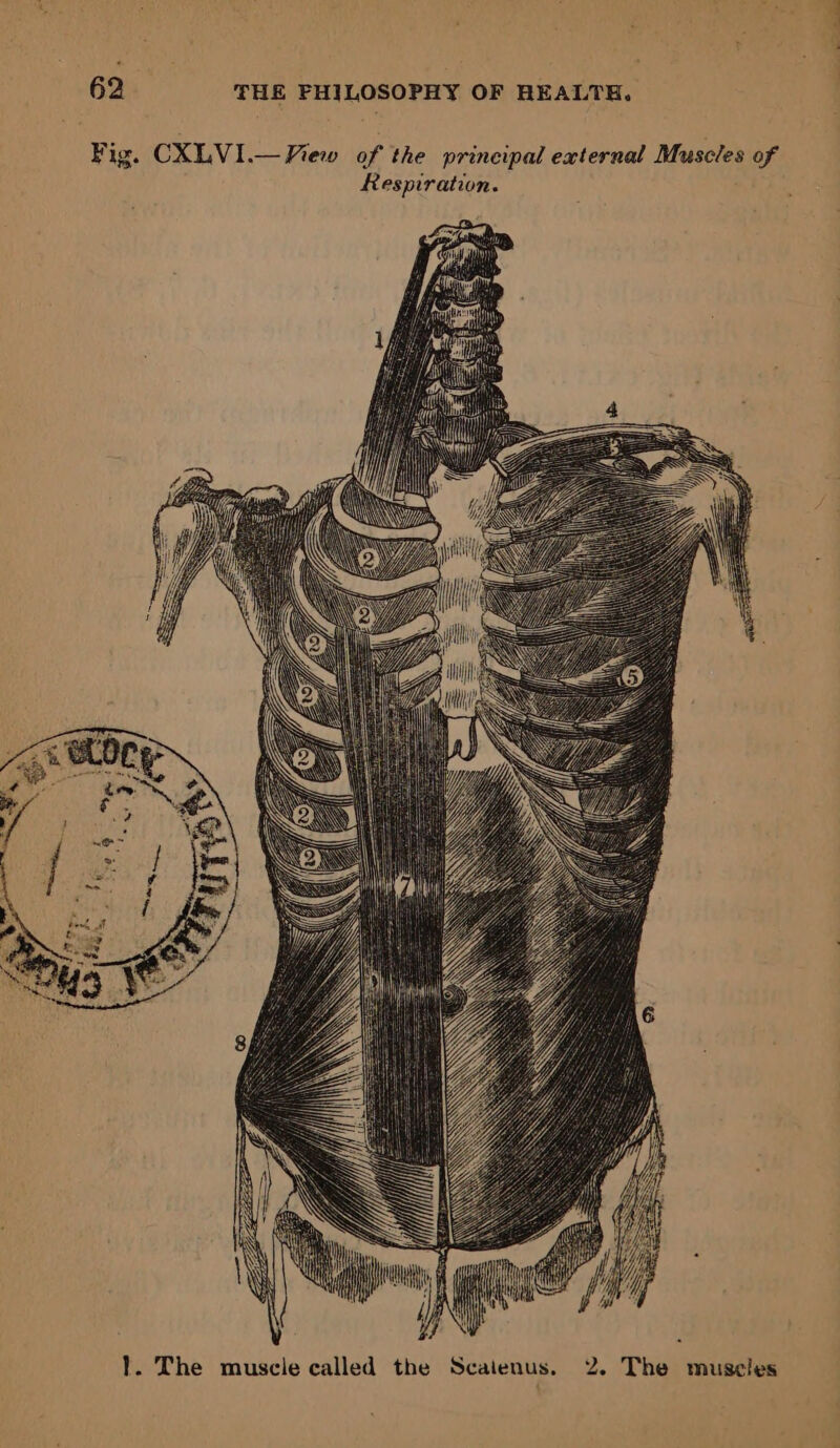 Fig. CXLVI.— Fiew of the principal external Muscles of Respiration. fi ) Wp 1. The muscle called the Scaienus. 2. The muscles