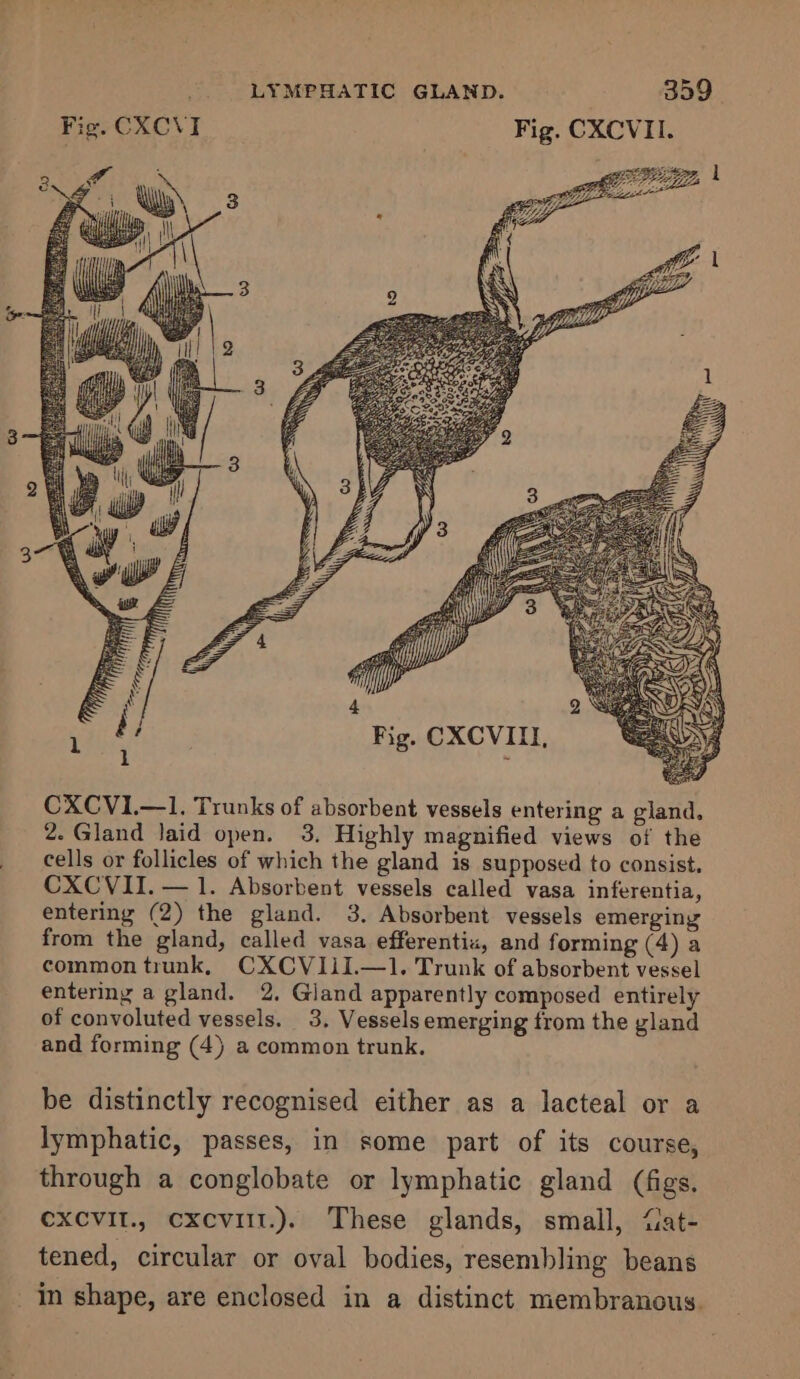 Fig. CXCVI Fig. CXCVII. GUE aw CXCVI1.—1. Trunks of absorbent vessels entering a gland. 2. Gland laid open. 3. Highly magnified views of the cells or follicles of which the gland is supposed to consist. CXCVII. — 1. Absorbent vessels called vasa inferentia, entering (2) the gland. 3. Absorbent vessels emerging from the gland, called vasa efferentix, and forming (4) a common trunk, CXCVIiI.—1. Trunk of absorbent vessel entermg a gland. 2. Gland apparently composed entirely of convoluted vessels. 3, Vessels emerging trom the gland and forming (4) a common trunk, be distinctly recognised either as a lacteal or a lymphatic, passes, in some part of its course, through a conglobate or lymphatic gland (figs. CXCVII., cxcvitt.). These glands, small, ‘iat- tened, circular or oval bodies, resembling beans in shape, are enclosed in a distinct membranous.