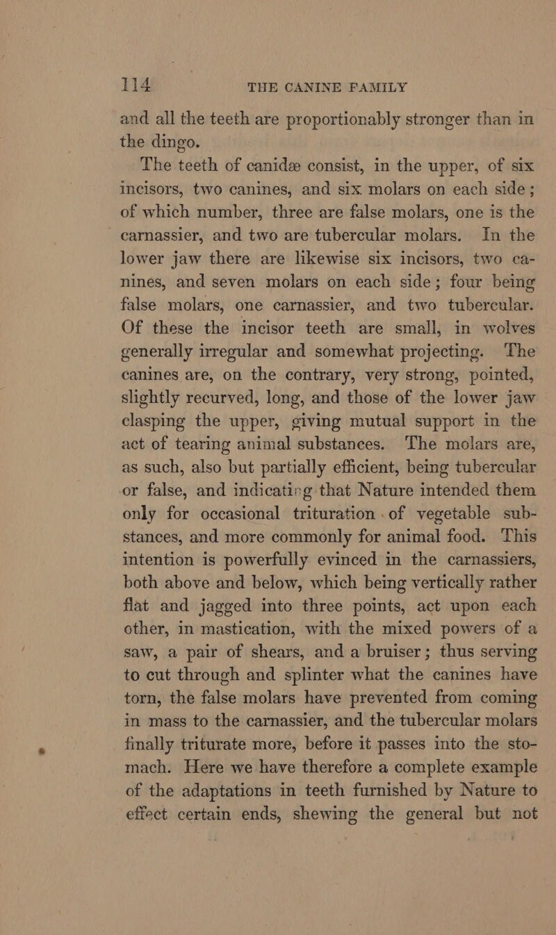 and all the teeth are proportionably stronger than in the dingo. The teeth of canide consist, in the upper, of six incisors, two canines, and six molars on each side; of which number, three are false molars, one is the ' carnassier, and two are tubercular molars. In the lower jaw there are likewise six incisors, two ca- nines, and seven molars on each side; four being false molars, one carnassier, and two tubercular. Of these the incisor teeth are small, in wolves generally irregular and somewhat projecting. The canines are, on the contrary, very strong, pointed, slightly recurved, long, and those of the lower jaw clasping the upper, giving mutual support in the act of tearing animal substances. The molars are, as such, also but partially efficient, being tubercular or false, and indicating that Nature intended them only for occasional trituration .of vegetable sub- stances, and more commonly for animal food. This intention is powerfully evinced in the carnassiers, both above and below, which being vertically rather flat and jagged into three points, act upon each other, in mastication, with the mixed powers of a saw, a pair of shears, and a bruiser; thus serving to cut through and splinter what the canines have torn, the false molars have prevented from coming in mass to the carnassier, and the tubercular molars finally triturate more, before it passes into the sto- mach. Here we have therefore a complete example of the adaptations in teeth furnished by Nature to effect certain ends, shewing the general but not