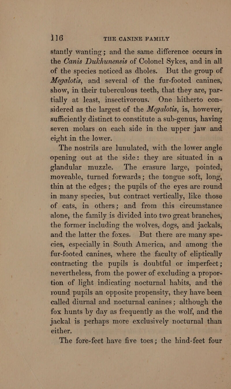 stantly wanting; and the same difference occurs in the Canis Dukhunensis of Colonel Sykes, and in all of the species noticed as dholes. But the group of Megalotis, and several of the fur-footed canines, show, in their tuberculous teeth, that they are, par- tially at least, insectivorous. One hitherto con- sidered as the largest of the Megalotis, is, however, sufficiently distinct to constitute a sub-genus, having seven molars on each side in the upper jaw and eisht in the lower. The nostrils are lunulated, with the lower angle opening out at the side: they are situated in a glandular muzzle. The erasure large, pointed, moveable, turned forwards; the tongue soft, long, thin at the edges; the pupils of the eyes are round in many species, but contract vertically, like those of cats, in others; and from this circumstance alone, the family is divided into two great branches, the former including the wolves, dogs, and jackals, and the latter the foxes. But there are many spe- cles, especially in South America, and among the fur-footed canines, where the faculty of eliptically contracting the pupils is doubtful or imperfect ; nevertheless, from the power of excluding a propor- tion of light indicating nocturnal habits, and the round pupils an opposite propensity, they have been called diurnal and nocturnal canines; although the fox hunts by day as frequently as the wolf, and the jackal is perhaps more exclusively nocturnal than either. The fore-feet have five toes; the hind-feet four