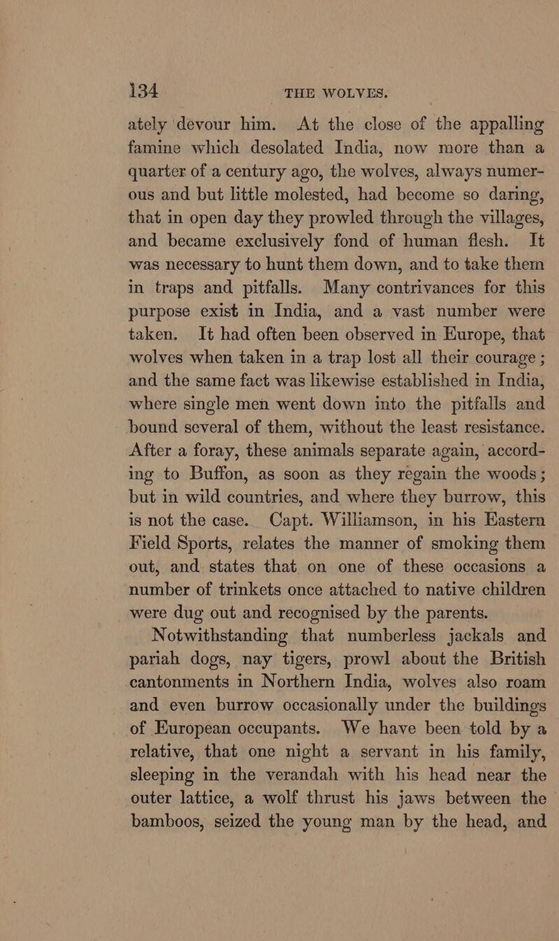 ately devour him. At the close of the appalling famine which desolated India, now more than a quarter of a century ago, the wolves, always numer- ous and but little molested, had become so daring, that in open day they prowled through the villages, and became exclusively fond of human flesh. It was necessary to hunt them down, and to take them in traps and pitfalls. Many contrivances for this purpose exist in India, and a vast number were taken. It had often been observed in Europe, that wolves when taken in a trap lost all their courage ; and the same fact was likewise established in India, where single men went down into the pitfalls and bound several of them, without the least resistance. After a foray, these animals separate again, accord- ing to Buffon, as soon as they regain the woods ; but in wild countries, and where they burrow, this is not the case. Capt. Williamson, in his Eastern Field Sports, relates the manner of smoking them out, and states that on one of these occasions a number of trinkets once attached to native children were dug out and recognised by the parents. Notwithstanding that numberless jackals and pariah dogs, nay tigers, prowl about the British cantonments in Northern India, wolves also roam and even burrow occasionally under the buildings of European occupants. We have been told by a relative, that one night a servant in his family, sleeping in the verandah with his head near the outer lattice, a wolf thrust his jaws between the bamboos, seized the young man by the head, and