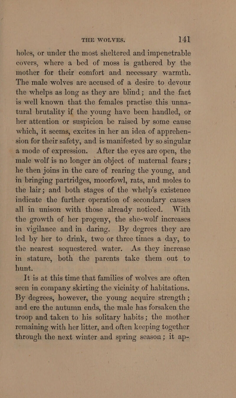 holes, or under the most sheltered and impenetrable covers, where a bed of moss is gathered by the mother for their comfort and necessary warmth. The male wolves are accused of a desire to devour the whelps as long as they are blind; and the fact is well known that the females practise this unna- tural brutality if the young have been handled, or her attention or suspicion be raised by some causc which, it seems, excites in her an idea of apprehen- sion for their safety, and is manifested by so singular a mode of expression. After the eyes are open, the male wolf is no longer an object of maternal fears ; he then joins in the care of rearing the young, and in bringing partridges, moorfowl, rats, and moles to the lair; and both stages of the whelp’s existence indicate the further operation of secondary causes all in unison with those already noticed. With the growth of her progeny, the she-wolf increases in vigilance and in daring. By degrees they are led by her to drink, two or three times a day, to the nearest sequestered water. As they increase in stature, both the parents take them out to hunt. It is at this time that families of wolves are often seen in company skirting the vicinity of habitations. By degrees, however, the young acquire strength ; and ere the autumn ends, the male has forsaken the troop and taken to his solitary habits; the mother remaining with her litter, and often keeping together through the next winter and spring season; it ap-