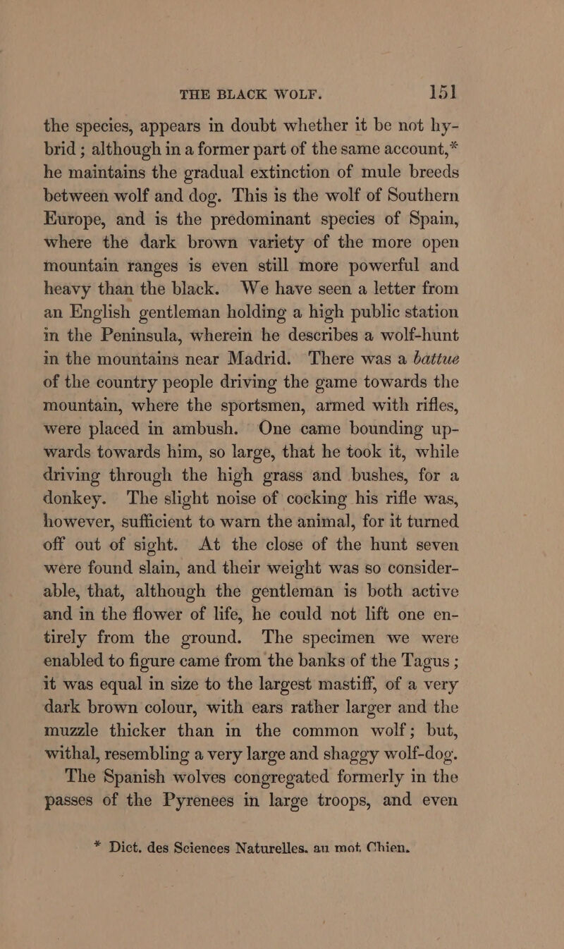 the species, appears in doubt whether it be not hy- brid ; although in a former part of the same account,* he maintains the gradual extinction of mule breeds between wolf and dog. This is the wolf of Southern Europe, and is the predominant species of Spam, where the dark brown variety of the more open mountain ranges is even still more powerful and heavy than the black. We have seen a letter from an English gentleman holding a high public station im the Peninsula, wherein he describes a wolf-hunt in the mountains near Madrid. There was a batiue of the country people driving the game towards the mountain, where the sportsmen, armed with rifles, were placed in ambush. One came bounding up- wards towards him, so large, that he took it, while driving through the high grass and bushes, for a donkey. The slight noise of cocking his rifle was, however, sufficient to warn the animal, for it turned off out of sight. At the close of the hunt seven were found slain, and their weight was so consider- able, that, although the gentleman is both active and in the flower of life, he could not lift one en- tirely from the ground. The specimen we were enabled to figure came from the banks of the Tagus ; it was equal in size to the largest mastiff, of a very dark brown colour, with ears rather larger and the muzzle thicker than in the common wolf; but, withal, resembling a very large and shaggy wolf-dog. The Spanish wolves congregated formerly in the passes of the Pyrenees in large troops, and even * Dict. des Sciences Naturelles. au mot Chien.