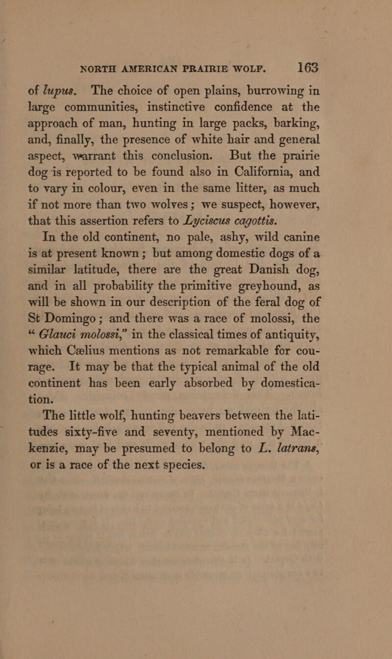 of lupus. The choice of open plains, burrowing in large communities, instinctive confidence at the approach of man, hunting in large packs, barking, and, finally, the presence of white hair and general aspect, warrant this conclusion. But the prairie dog is reported to be found also in California, and to vary in colour, even in the same litter, as much if not more than two wolves; we suspect, however, that this assertion refers to Lyciscus cagottis. In the old continent, no pale, ashy, wild canine is at present known; but among domestic dogs of a similar latitude, there are the great Danish dog, and in all probability the primitive greyhound, as will be shown in our description of the feral dog of St Domingo ; and there was a race of molossi, the “ Glauci molossi,” in the classical times of antiquity, which Celius mentions as not remarkable for cou- rage. It may be that the typical animal of the old continent has been early absorbed by domestica- tion. The little wolf, hunting beavers between the lati- tudes sixty-five and seventy, mentioned by Mac- kenzie, may be presumed to belong to L. latrans, or is a race of the next species.