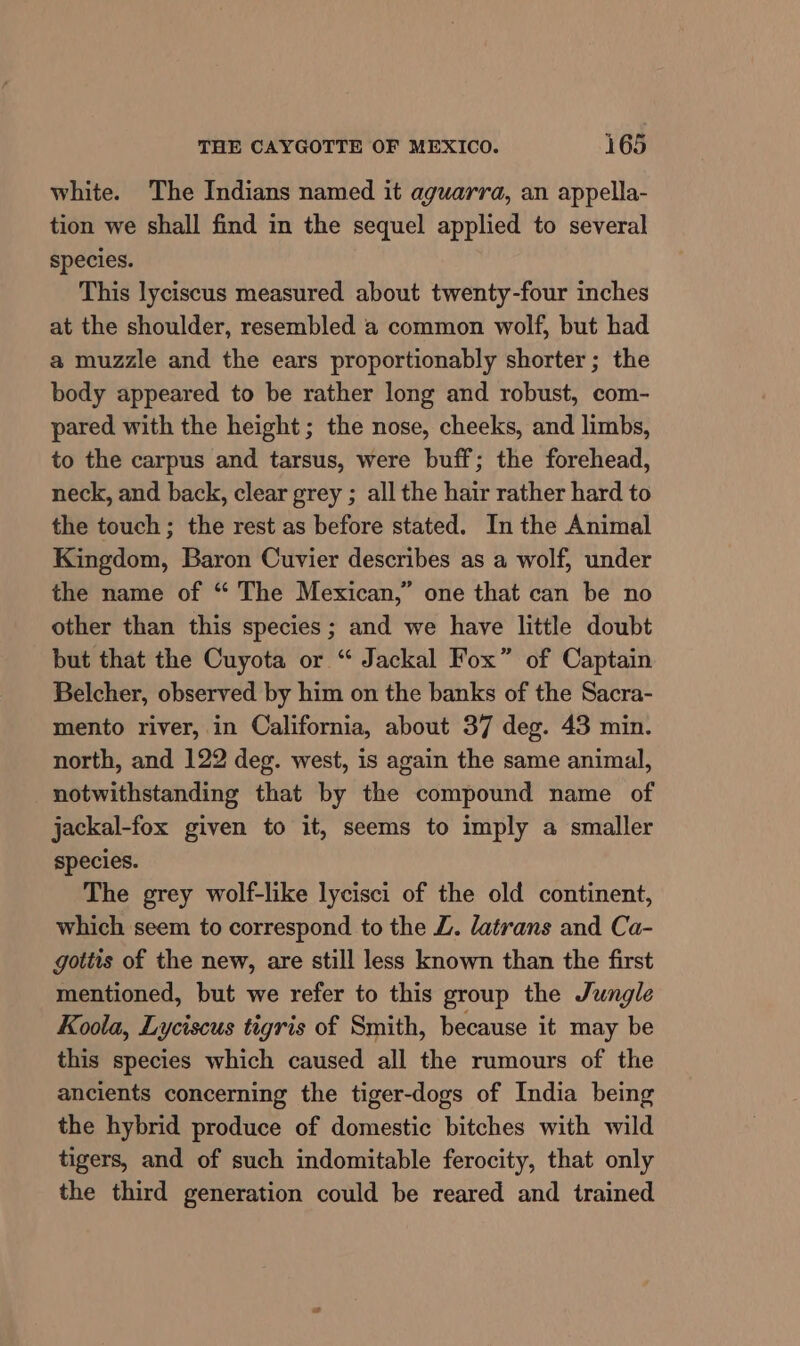 white. The Indians named it aguarra, an appella- tion we shall find in the sequel applied to several species. This lyciscus measured about twenty-four inches at the shoulder, resembled a common wolf, but had a muzzle and the ears proportionably shorter; the body appeared to be rather long and robust, com- pared with the height; the nose, cheeks, and limbs, to the carpus and tarsus, were buff; the forehead, neck, and back, clear grey ; all the hair rather hard to the touch ; the rest as before stated. In the Animal Kingdom, Baron Cuvier describes as a wolf, under the name of “ The Mexican,” one that can be no other than this species; and we have little doubt but that the Cuyota or “ Jackal Fox” of Captain Belcher, observed by him on the banks of the Sacra- mento river, in California, about 37 deg. 43 min. north, and 122 deg. west, is again the same animal, notwithstanding that by the compound name of jackal-fox given to it, seems to imply a smaller species. The grey wolf-like lycisci of the old continent, which seem to correspond to the ZL. latrans and Ca- gottis of the new, are still less known than the first mentioned, but we refer to this group the Jungle Koola, Lyciscus tigris of Smith, because it may be this species which caused all the rumours of the ancients concerning the tiger-dogs of India being the hybrid produce of domestic bitches with wild tigers, and of such indomitable ferocity, that only the third generation could be reared and trained