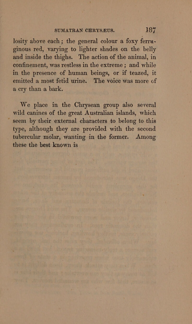 ' losity above each; the general colour a foxy ferra- ginous red, varying to lighter shades on the belly and inside the thighs. The action of the animal, in confinement, was restless in the extreme ; and while in the presence of human beings, or if teazed, it emitted a most fetid urine. The voice was more of a cry than a bark. We place in the Chrysean group also several wild canines of the great Australian islands, which seem by their external characters to belong to this type, although they are provided with the second these the best known is