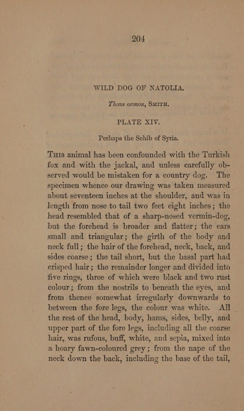 WILD DOG OF NATOLIA., Thous acmon, SMITH. PLATE XIV. Perhaps the Schib of Syria. Tuts animal has been confounded with the Turkish fox and with the jackal, and unless carefully ob- served would be mistaken for a country dog. The specimen whence.our drawing was taken measured about seventeen inches at the shoulder, and was in length from nose to tail two feet eight inches; the head resembled that of a sharp-nosed vermin-dog, but the forehead is broader and flatter; the ears small and triangular; the girth of the body and neck full; the hair of the forehead, neck, back, and sides coarse; the tail short, but the basal part had erisped hair; the remainder longer and divided into five rings, three of which were black and two rust colour; from the nostrils to beneath the eyes, and from thence somewhat irregularly downwards to between the fore legs, the colour was white. All the rest of the head, body, hams, sides, belly, and upper part of the fore legs, including all the coarse hair, was rufous, buff, white, and sepia, mixed into a hoary fawn-coloured grey ; from the nape of the neck down the back, including the base of the tail,