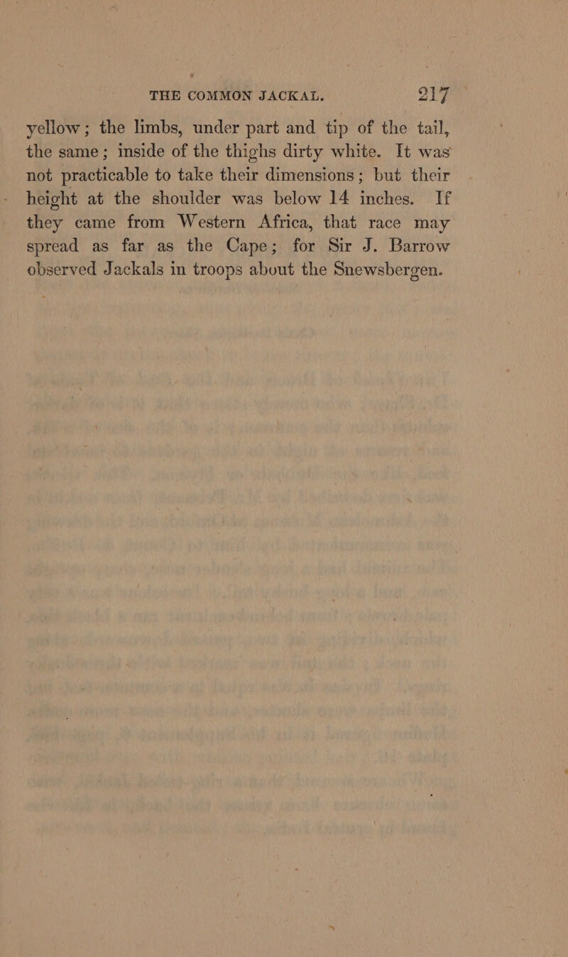 yellow ; the limbs, under part and tip of the tail, the same ; inside of the thighs dirty white. It was not practicable to take their dimensions; but their height at the shoulder was below 14 inches. If they came from Western Africa, that race may spread as far as the Cape; for Sir J. Barrow observed Jackals in troops about the Snewsbergen.