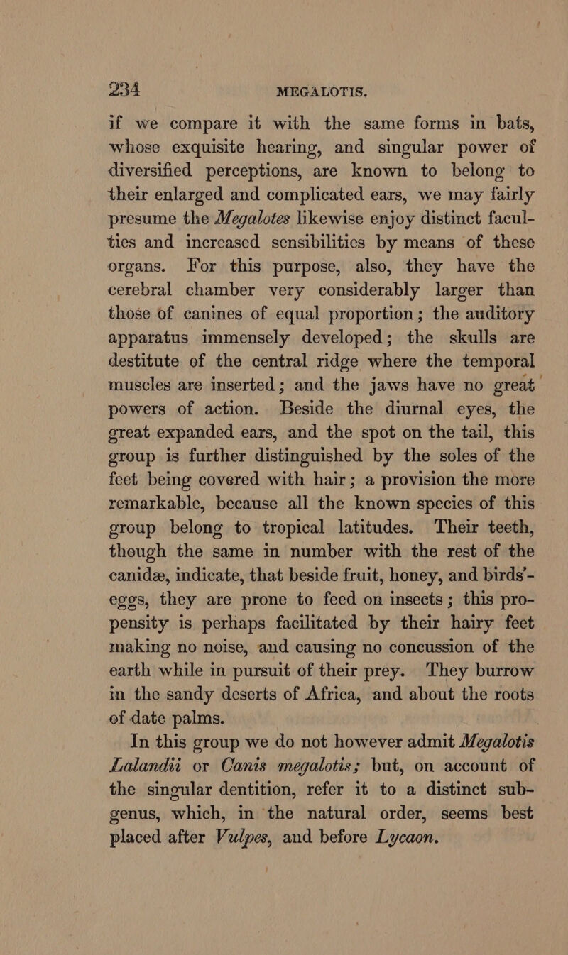 if we compare it with the same forms in bats, whose exquisite hearmg, and singular power of diversified perceptions, are known to belong’ to their enlarged and complicated ears, we may fairly presume the Megalotes likewise enjoy distinct facul- ties and increased sensibilities by means of these organs. For this purpose, also, they have the cerebral chamber very considerably larger than those of canines of equal proportion; the auditory apparatus immensely developed; the skulls are destitute of the central ridge where the temporal muscles are inserted; and the jaws have no great powers of action. Beside the diurnal eyes, the great expanded ears, and the spot on the tail, this group is further distinguished by the soles of the feet being covered with hair; a provision the more remarkable, because all the known species of this group belong to tropical latitudes. Their teeth, though the same in number with the rest of the canide, indicate, that beside fruit, honey, and birds’- eggs, they are prone to feed on insects ; this pro- pensity is perhaps facilitated by their hairy feet making no noise, and causing no concussion of the earth while in pursuit of their prey. They burrow in the sandy deserts of Africa, and about the roots of date palms. In this group we do not however admit Megalotis Lalandii or Canis megalotis; but, on account of the singular dentition, refer it to a distinct sub- genus, which, in the natural order, seems best placed after Vulpes, and before Lycaon.