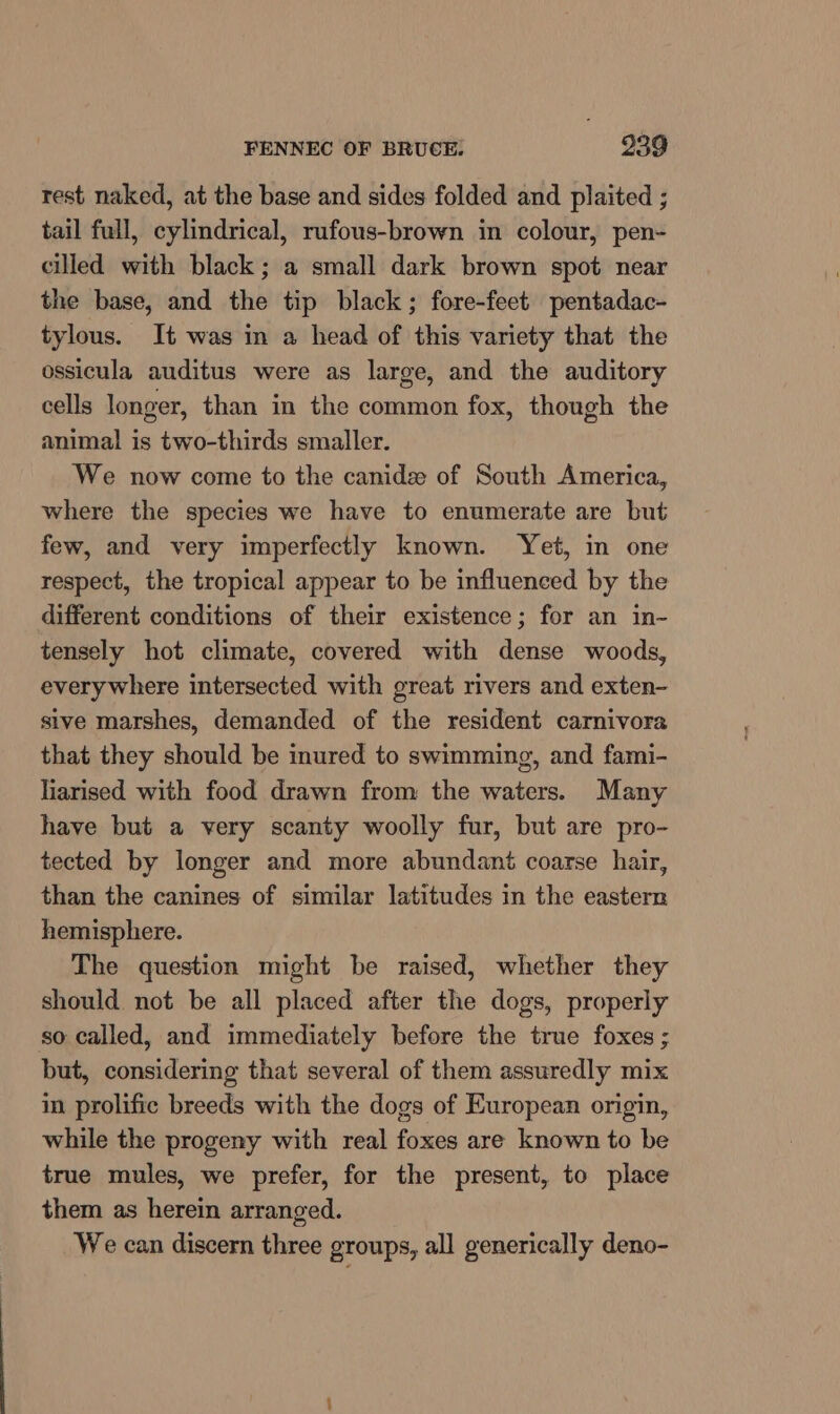 rest naked, at the base and sides folded and plaited ; tail full, cylindrical, rufous-brown in colour, pen- culled with black; a small dark brown spot near the base, and the tip black; fore-feet pentadac- tylous. It was in a head of this variety that the ossicula auditus were as large, and the auditory cells longer, than in the common fox, though the animal is two-thirds smaller. We now come to the canidz of South America, where the species we have to enumerate are but few, and very imperfectly known. Yet, in one respect, the tropical appear to be influenced by the different conditions of their existence; for an in- tensely hot climate, covered with dense woods, everywhere intersected with great rivers and exten- sive marshes, demanded of the resident carnivora that they should be inured to swimming, and fami- liarised with food drawn from the waters. Many have but a very scanty woolly fur, but are pro- tected by longer and more abundant coarse hair, than the canines of similar latitudes in the eastern hemisphere. The question might be raised, whether they should not be all placed after the dogs, properly so called, and immediately before the true foxes ; but, considering that several of them assuredly mix in prolific breeds with the dogs of European origin, while the progeny with real foxes are known to be true mules, we prefer, for the present, to place them as herein arranged. We can discern three groups, all generically deno-