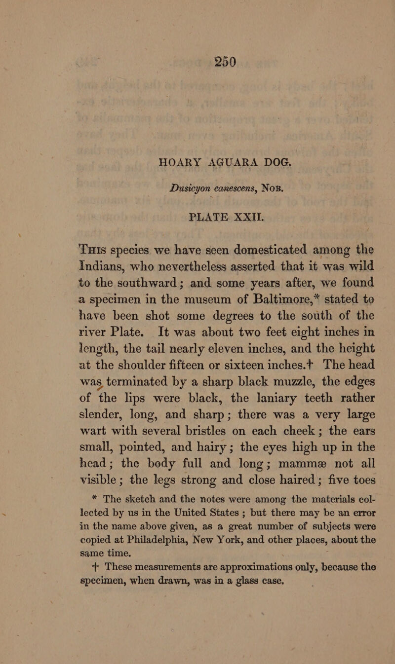 HOARY AGUARA DOG, Dusicyon canescens, Nos. PLATE XXII. THIs species we have seen domesticated among the Indians, who nevertheless asserted that it was wild to the southward; and some years after, we found a specimen in the museum of Baltimore,* stated to have been shot some degrees to the south of the river Plate. It was about two feet eight inches in length, the tail nearly eleven inches, and the height at the shoulder fifteen or sixteen inches.t The head was terminated by a sharp black muzzle, the edges of the lips were black, the laniary teeth rather slender, long, and sharp; there was a very large wart with several bristles on each cheek; the ears small, pointed, and hairy; the eyes high up in the head; the body full and long; mamme not all visible ; the legs strong and close haired; five toes * The sketch and the notes were among the materials col- lected by us in the United States ; but there may be an error in the name above given, as a great number of subjects were copied at Philadelphia, New York, and other places, about the same time. + These measurements are approximations only, because the specimen, when drawn, was in a glass case.