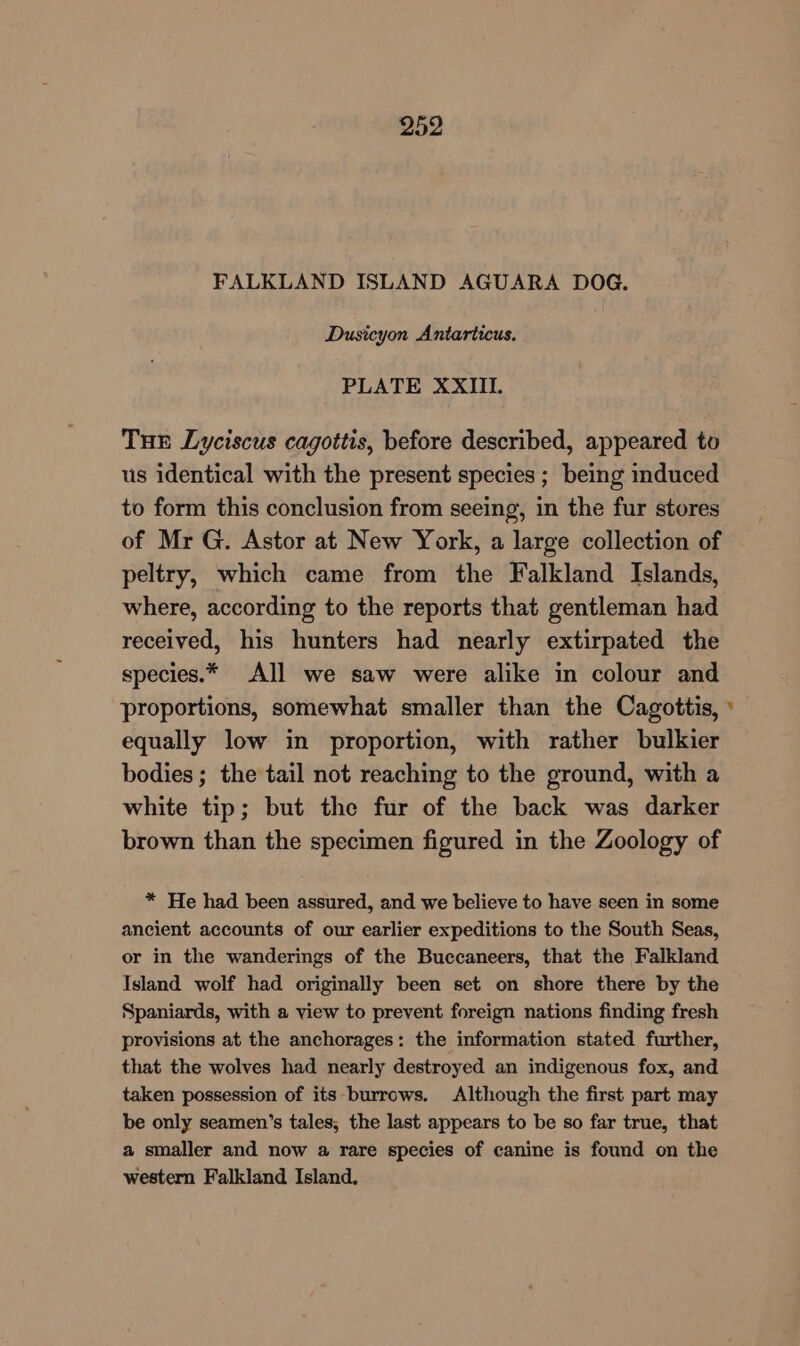 FALKLAND ISLAND AGUARA DOG. Dusicyon Antarticus. PLATE XXIII. THE Lyciscus cagottis, before described, appeared to us identical with the present species ; being induced to form this conclusion from seeing, in the fur stores of Mr G. Astor at New York, a large collection of peltry, which came from the Falkland Islands, where, according to the reports that gentleman had received, his hunters had nearly extirpated the species.* All we saw were alike in colour and proportions, somewhat smaller than the Cagottis, » equally low in proportion, with rather bulkier bodies; the tail not reaching to the ground, with a white tip; but the fur of the back was darker brown than the specimen figured in the Zoology of * He had been assured, and we believe to have seen in some ancient accounts of our earlier expeditions to the South Seas, or in the wanderings of the Buccaneers, that the Falkland Island wolf had originally been set on shore there by the Spaniards, with a view to prevent foreign nations finding fresh provisions at the anchorages: the information stated further, that the wolves had nearly destroyed an indigenous fox, and taken possession of its burrows. Although the first part may be only seamen’s tales, the last appears to be so far true, that a smaller and now a rare species of canine is found on the western Falkland Island.
