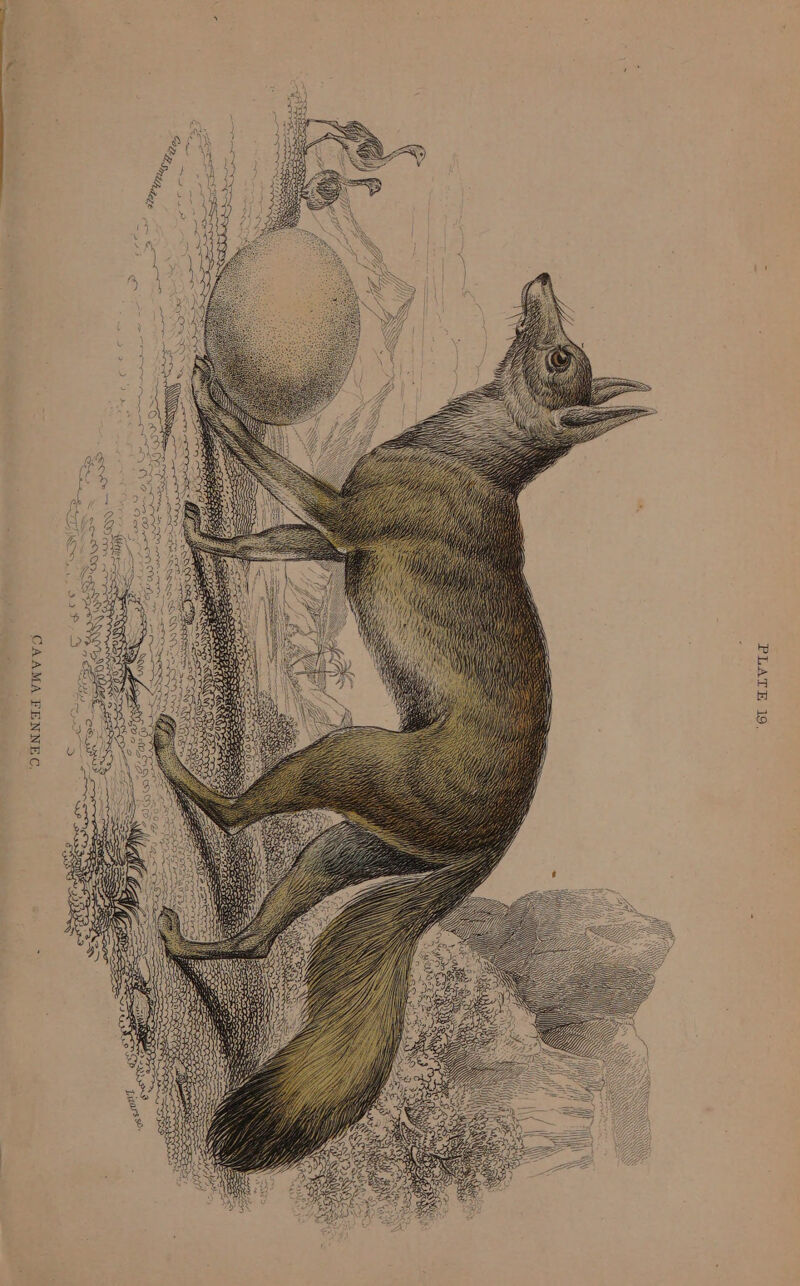 Meter 2 PLATE 19, CAAMA FENNEC, 4