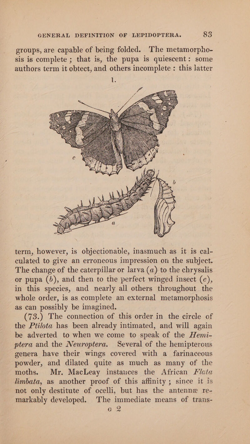 groups, are capable of being folded. The metamorpho- sis is complete ; that is, the pupa is quiescent: some authors term it obtect, and others incomplete : this latter WSS S= = — SSS « term, however, is objectionable, inasmuch as it is cal- culated to give an erroneous impression on the subject. The change of the caterpillar or larva (a) to the chrysalis or pupa (6), and then to the perfect winged insect (c), in this species, and nearly all others throughout the whole order, is as complete an external metamorphosis as can possibly be imagined. (73.) The connection of this order in the circle of the Ptilota has been already intimated, and will again be adverted to when we come to speak of the Hemi- ptera and the Neuroptera. Several of the hemipterous genera have their wings covered with a farinaceous powder, and dilated quite as much as many of the moths. Mr. MacLeay instauces the African Mata limbata, as another proof of this affinity ; since it is not only destitute of ocelli, but has the antenne re- markably developed. The immediate means of trans- G2