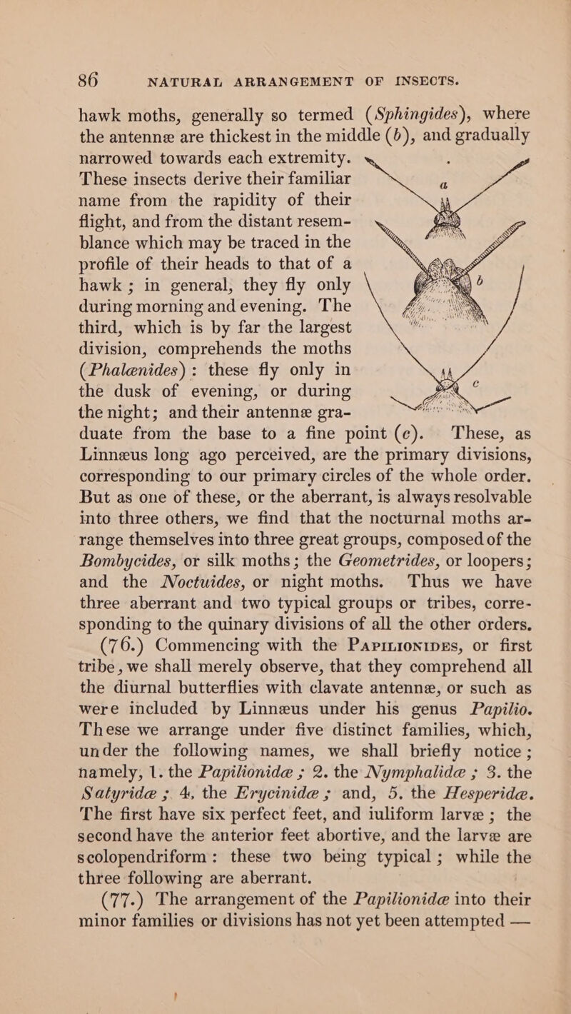 hawk moths, generally so termed (Sphingides), where the antenne are thickest in the middle (), and gradually narrowed towards each extremity. : These insects derive their familiar name from the rapidity of their flight, and from the distant resem- blance which may be traced in the profile of their heads to that of a hawk ; in general, they fly only during morning and evening. The third, which is by far the largest division, comprehends the moths (Phalenides) : these fly only in the dusk of evening, or during the night; and their antenne gra- Liyae duate from the base to a fine point (c). These, as Linneus long ago perceived, are the primary divisions, corresponding to our primary circles of the whole order. But as one of these, or the aberrant, is always resolvable into three others, we find that the nocturnal moths ar- range themselves into three great groups, composed of the Bombycides, or silk moths; the Geometrides, or loopers ; and the Noctuides, or night moths. Thus we have three aberrant and two typical groups or tribes, corre- sponding to the quinary divisions of all the other orders, (7 6.) Commencing with the Papinionipes, or first tribe , we shall merely observe, that they comprehend all the diurnal butterflies with clavate antenne, or such as were included by Linneus under his genus Papilio. These we arrange under five distinct families, which, under the following names, we shall briefly notice ; hamely, 1. the Papilionide ; 2. the Nymphalide ; 3. the Satyride ; 4, the Erycinide ; and, 5, the Hesperide. The first have six perfect feet, and iuliform larve ; the second have the anterior feet abortive, and the larve are scolopendriform: these two being typical ; while the three following are aberrant. (77.) The arrangement of the Papilionide into their minor families or divisions has not yet been attempted —