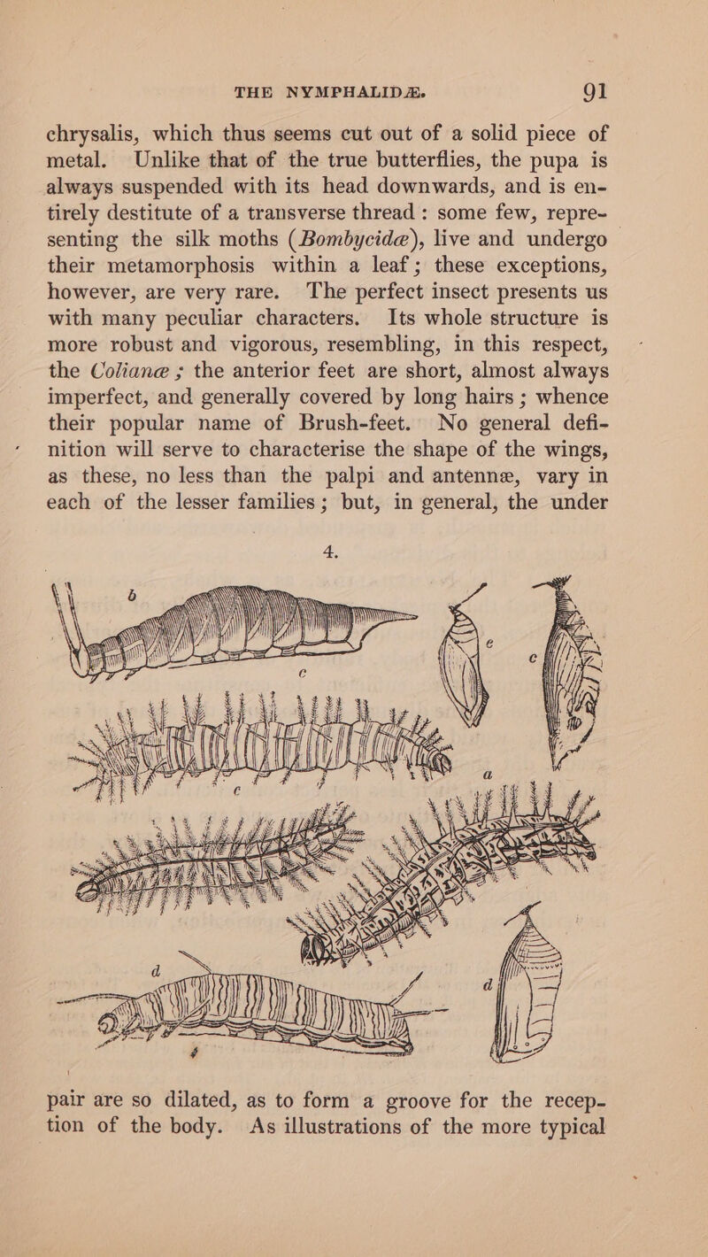 THE NYMPHALIDA. QO] chrysalis, which thus seems cut out of a solid piece of metal. Unlike that of the true butterflies, the pupa is always suspended with its head downwards, and is en- tirely destitute of a transverse thread : some few, repre~ _ senting the silk moths (Bombycide), live and undergo their metamorphosis within a leaf; these exceptions, however, are very rare. The perfect insect presents us with many peculiar characters. Its whole structure is more robust and vigorous, resembling, in this respect, the Coliane ; the anterior feet are short, almost always imperfect, and generally covered by long hairs ; whence their popular name of Brush-feet. No general defi- nition will serve to characterise the shape of the wings, as these, no less than the palpi and antenne, vary in each of the lesser families; but, in general, the under Lie ilo ie i GS pair are so dilated, as to form a groove for the recep- tion of the body. As illustrations of the more typical