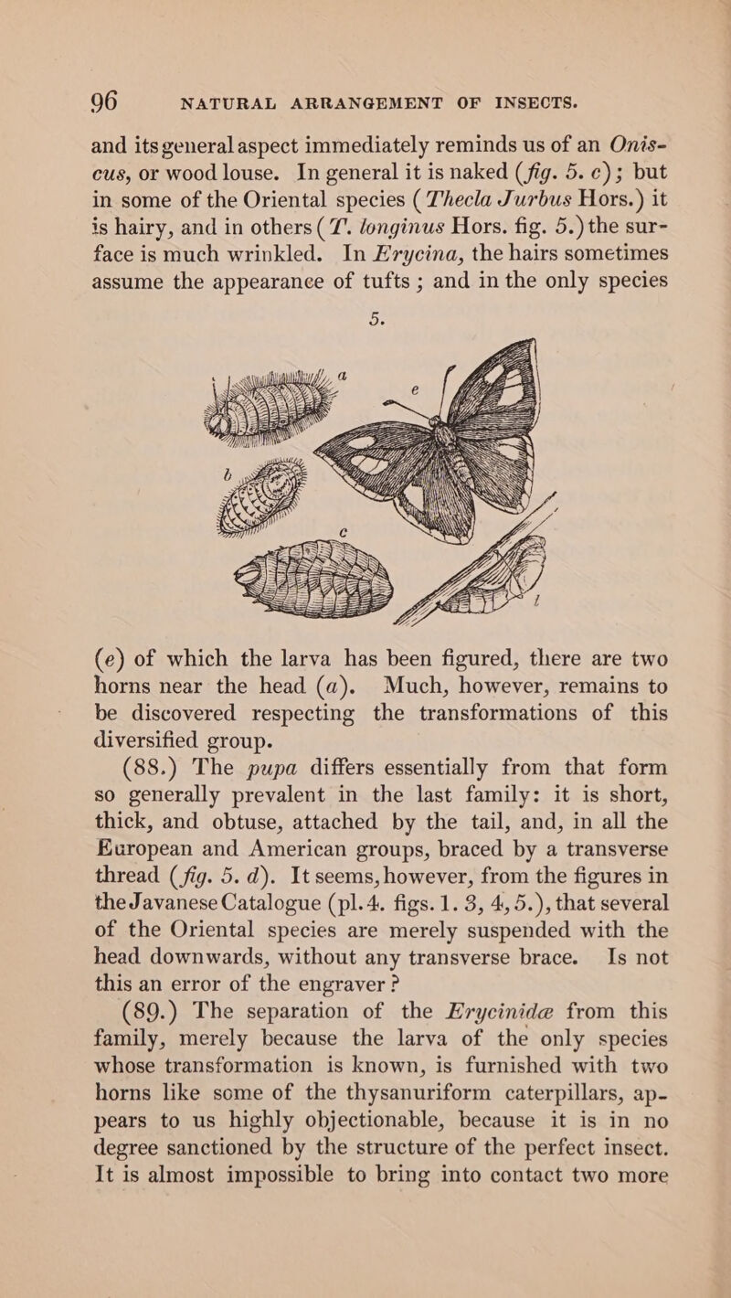 and its general aspect immediately reminds us of an Onis- cus, or wood louse. In general it is naked (fig. 5. ¢); but in some of the Oriental species ( Thecla Jurbus Hors.) it is hairy, and in others (7. donginus Hors. fig. 5.) the sur- face is much wrinkled. In Frycina, the hairs sometimes assume the appearance of tufts ; and in the only species (e) of which the larva has been figured, there are two horns near the head (a). Much, however, remains to be discovered respecting the transformations of this diversified group. (88.) The pupa differs essentially from that form so generally prevalent in the last family: it is short, thick, and obtuse, attached by the tail, and, in all the European and American groups, braced by a transverse thread (fig. 5. d). It seems, however, from the figures in the Javanese Catalogue (pl.4. figs. 1. 3, 4,5.), that several of the Oriental species are merely suspended with the head downwards, without any transverse brace. Is not this an error of the engraver ? (89.) The separation of the Erycinide from this family, merely because the larva of the only species whose transformation is known, is furnished with two horns like some of the thysanuriform caterpillars, ap- pears to us highly objectionable, because it is in no degree sanctioned by the structure of the perfect insect. It is almost impossible to bring into contact two more