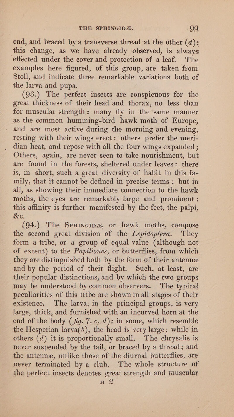 THE SPHINGID. G9 end, and braced by a transverse thread at the other (d): this change, as we have already observed, is always effected nde: the cover and protection of a leaf. The examples here figured, of this group, are taken from Stoll, and indicate three remarkable variations both of the larva and pupa. (93.) The perfect insects are conspicuous for the great thickness of their head and thorax, no less than for muscular strength: many fly in the same manner as the common humming-bird hawk moth of Europe, and are most active during the morning and evening, resting with their wings erect: others prefer the meri- dian heat, and repose with all the four wings expanded ; Others, again, are never seen to take nourishment, but are found in the forests, sheltered under leaves: there is, in short, such a great diversity of habit in this fa- mily, that it cannot be defined in precise terms ; but in all, as showing their immediate connection to the hawk moths, the eyes are remarkably large and prominent : this affinity is further manifested by the feet, the palpi, &amp;ec. (94.) The Spuinerp#, or hawk moths, compose the second great division of the Lepidoptera. They form a tribe, or a group of equal value (although not of extent) to the Papiliones, or butterflies, from which they are distinguished both by the form of their antenne and by the period of their flight. Such, at least, are their popular distinctions, and by which the two groups may be understood by common observers. The typical peculiarities of this tribe are shown in all stages of their existence. The larva, in the principal groups, is very large, thick, and furnished with an incurved horn at the end of the body (fig. 7. c, d): in some, which resemble the Hesperian larva(b), the head is very large; while in others (d) it is proportionally small. The chrysalis is never suspended by the tail, or braced by a thread; and the antenne, unlike those of the diurnal butterflies, are never terminated by a club. The whole structure of the perfect insects denotes great strength and muscular