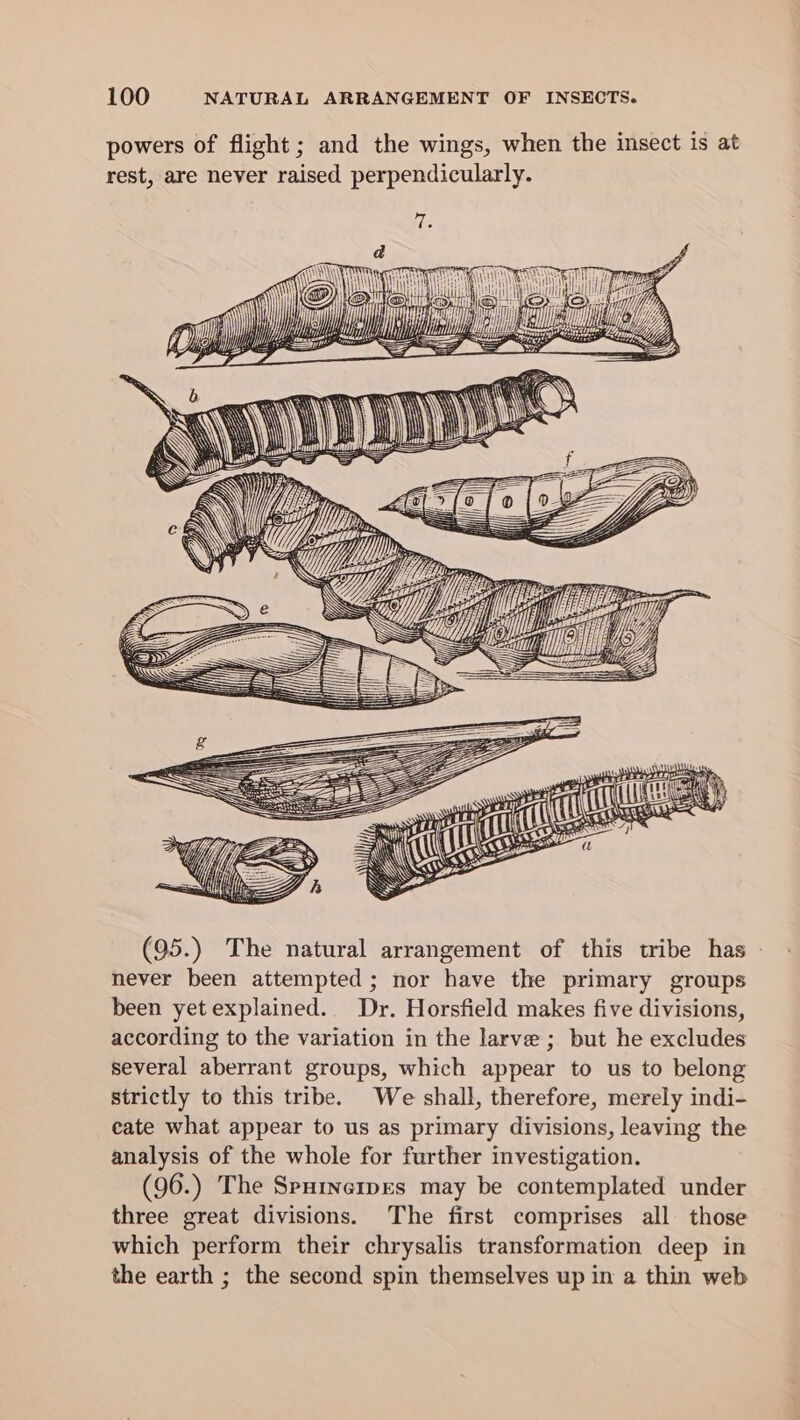 powers of flight; and the wings, when the insect is at rest, are never raised perpendicularly. “A Nh ATi raeqheatteyyat PRR AN Th ae Nine lh ee tiie i Meo © Mer te) 4 ef iff i} MT Hy ih i yi &lt;ul h PLAN ee Py | ry Ligiige GE eG a ie SAS = ce ww (95.) The natural arrangement of this tribe has - never been attempted; nor have the primary groups been yet explained.. Dr. Horsfield makes five divisions, according to the variation in the larve ; but he excludes several aberrant groups, which appear to us to belong strictly to this tribe. We shall, therefore, merely indi- eate what appear to us as primary divisions, leaving the analysis of the whole for further investigation. (96.) The Spuincipes may be contemplated under three great divisions. The first comprises all those which perform their chrysalis transformation deep in the earth ; the second spin themselves up in a thin web