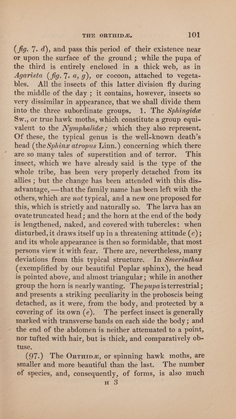 ( fig. 7. d), and pass this period of their existence near or upon the surface of the ground ; while the pupa of the third is entirely enclosed in a thick web, as in Agarista (fig. 7. a, 9), or cocoon, attached to vegeta- bles. All the insects of this latter division fly during the middle of the day ; it contains, however, insects so very dissimilar in appearance, that we shall divide them into the three subordinate groups. 1. The Sphingide Sw., or true hawk moths, which constitute a group equi- valent to the Nymphalide; which they also represent. Of these, the typical genus is. the well-known death’s head (the Sphinw atropus Linn.) concerning which there are so many tales of superstition and of terror. This insect, which we have already said is the type of the whole tribe, has been very properly detached from its allies ; but the change has been attended with this dis- advantage, —that the family name has been left with the others, which are noé typical, and a new one proposed for this, which is strictly and naturally so. The larva has an ovate truncated head ; and the horn at the end of the body is lengthened, naked, and covered with tubercles: when disturbed, it draws itself up in a threatening attitude (c) ; and its whole appearance is then so formidable, that most persons view it with fear. There are, nevertheless, many deviations from this typical structure. In Smerinthus (exemplified by our beautiful Poplar sphinx), the head is pointed above, and almost triangular; while in another group the horn is nearly wanting. The pupaisterrestrial ; and presents a striking peculiarity in the proboscis being detached, as it were, from the body, and protected by a covering of itsown(e). The perfect insect is generally marked with transverse bands on each side the body ; and - the end of the abdomen is neither attenuated to a point, nor tufted with hair, but is thick, and comparatively ob- tuse. (97.) The Orrnip#, or spinning hawk moths, are smaller and more beautiful than the last. The number of species, and, consequently, of forms, is also much H 3