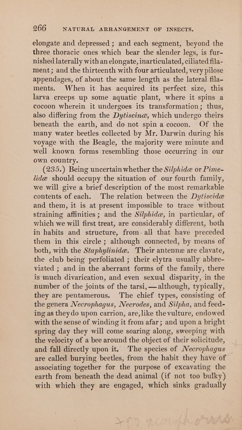elongate and depressed ; and each segment, beyond the three thoracic ones which bear the slender legs, is fur- nished laterally with an elongate, inarticulated, ciliated fila- ment; and the thirteenth with four articulated, very pilose appendages, of about the same length as the lateral fila- ments. When it has acquired its perfect size, this larva creeps up some aquatic plant, where it spins a cocoon wherein it undergoes its transformation; thus, also differing from the Dytiscine, which undergo theirs beneath the earth, and do not spin a cocoon. Of the many water beetles collected by Mr. Darwin during his voyage with the Beagle, the majority were minute and well known forms resembling those occurring in our own country. (235.) Being uncertain whether the Silphide or Pime- lide should occupy the situation of our fourth family, we will give a brief description of the most remarkable contents of each. The relation between the Dytiscide and them, it is at present impossible to trace without straining affinities; and the Silphide, in particular, of which we will first treat, are considerably different, both in habits and structure, from- all that have preceded them in this circle ; although connected, by means of both, with the Staphylinide. Their antenne are clavate, the club being perfoliated ; their elytra usually abbre- viated ; and in the aberrant forms of the family, there is much divarication, and even sexual disparity, in the number of the joints of the tarsi, — although, typically, they are pentamerous. The chief types, consisting of the genera Necrophagus, Necrodes, and Silpha, and feed- ing as theydo upon carrion, are, like the vulture, endowed with the sense of winding it from afar; and upon a bright spring day they will come soaring along, sweeping with the velocity of a bee around the object of their solicitude, and fall directly upon it. The species of Necrophagus are called burying beetles, from the habit they have of associating together for the purpose of excavating the earth from beneath the dead animal (if not too bulky) with which they are engaged, which sinks gradually