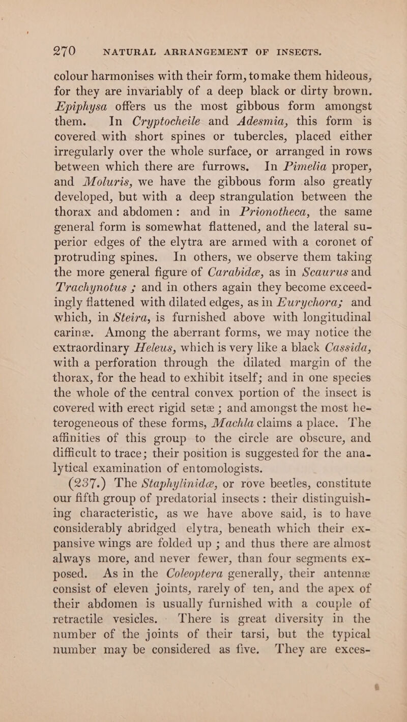colour harmonises with their form, tomake them hideous, for they are invariably of a deep black or dirty brown. Epiphysa offers us the most gibbous form amongst them. In Cryptocheile and Adesmia, this form is covered with short spines or tubercles, placed either irregularly over the whole surface, or arranged in rows between which there are furrows. In Pimelia proper, and Moluris, we have the gibbous form also greatly developed, but with a deep strangulation between the thorax and abdomen: and in Prionotheca, the same general form is somewhat flattened, and the lateral su- perior edges of the elytra are armed with a coronet of protruding spines. In others, we observe them taking the more general figure of Carabide, as in Scaurus and Trachynotus ; and in others again they become exceed- ingly flattened with dilated edges, asin Eurychora; and which, in Steira, is furnished above with longitudinal carine. Among the aberrant forms, we may notice the extraordinary Heleus, which is very like a black Cassida, with a perforation through the dilated margin of the thorax, for the head to exhibit itself; and in one species the whole of the central convex portion of the insect is covered with erect rigid sete ; and amongst the most he- terogeneous of these forms, Machia claims a place. The affinities of this group to the circle are obscure, and difficult to trace; their position is suggested for the ana- lytical examination of entomologists. (237.) The Staphylinide, or rove beetles, constitute our fifth group of predatorial insects : their distinguish- ing characteristic, as we have above said, is to have considerably abridged elytra, beneath which their ex- pansive wings are folded up ; and thus there are almost always more, and never fewer, than four segments ex- posed. As in the Coleoptera generally, their antenne consist of eleven joints, rarely of ten, and the apex of their abdomen is usually furnished with a couple of retractile vesicles. . There is great diversity in the number of the joints of their tarsi, but the typical number may be considered as five. They are exces-