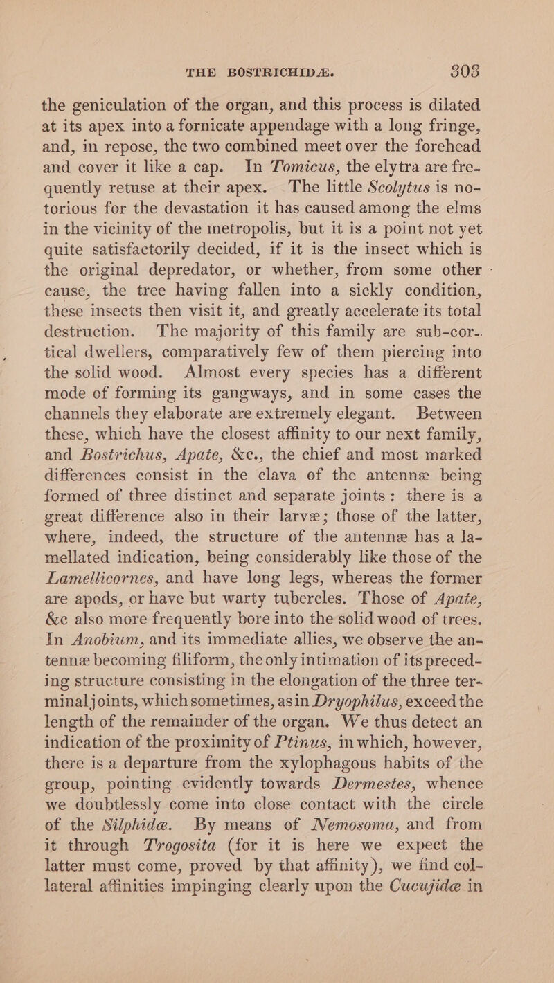 the geniculation of the organ, and this process is dilated at its apex into a fornicate appendage with a long fringe, and, in repose, the two combined meet over the forehead and cover it like a cap. In Tomicus, the elytra are fre- quently retuse at their apex. The little Scolytus is no- torious for the devastation it has caused among the elms in the vicinity of the metropolis, but it is a point not yet quite satisfactorily decided, if it is the insect which is the original depredator, or whether, from some other - cause, the tree having fallen into a sickly condition, these insects then visit it, and greatly accelerate its total destruction. The majority of this family are sub-cor.. tical dwellers, comparatively few of them piercing into the solid wood. Almost every species has a different mode of forming its gangways, and in some cases the channels they elaborate are extremely elegant. Between these, which have the closest affinity to our next family, and Bostrichus, Apate, &amp;c., the chief and most marked differences consist in the clava of the antenne being formed of three distinct and separate joints: there is a great difference also in their larve; those of the latter, where, indeed, the structure of the antenne has a la- mellated indication, being considerably like those of the Lamellicornes, and have long legs, whereas the former are apods, or have but warty tubercles. Those of Apate, &amp;c also more frequently bore into the solid wood of trees. In Anobium, and its 1mmediate allies, we observe the an- tenn becoming filiform, the only intimation of its preced- ing structure consisting in the elongation of the three ter- minal joints, which sometimes, asin Dryophilus, exceed the length of the remainder of the organ. We thus detect an indication of the proximity of Ptinus, inwhich, however, there is a departure from the xylophagous habits of the group, pointing evidently towards Dermestes, whence we doubtlessly come into close contact with the circle of the Silphide. By means of Nemosoma, and from it through T'rogosita (for it is here we expect the latter must come, proved by that affinity), we find col- lateral affinities impinging clearly upon the Cucujide in