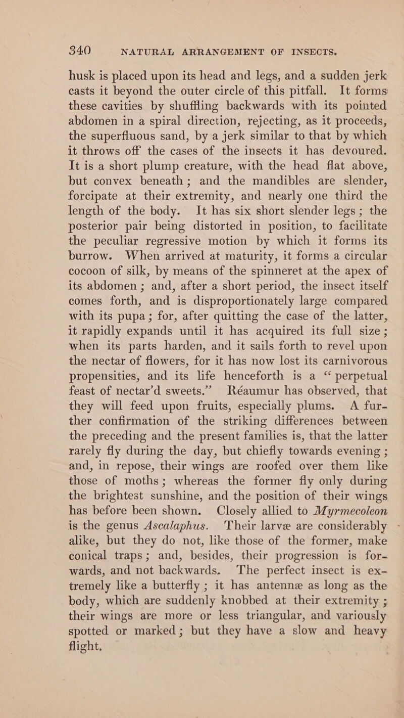 husk is placed upon its head and legs, and a sudden jerk casts it beyond the outer circle of this pitfall. It forms: these cavities by shuffling backwards with its pointed abdomen in a spiral direction, rejecting, as it proceeds, the superfluous sand, by a jerk similar to that by which it throws off the cases of the insects it has devoured. It is a short plump creature, with the head flat above, but convex beneath; and the mandibles are slender, forcipate at their extremity, and nearly one third the length of the body. It has six short slender legs ; the posterior pair being distorted in position, to facilitate the peculiar regressive motion by which it forms its burrow. When arrived at maturity, it forms a circular cocoon of silk, by means of the spinneret at the apex of its abdomen ; and, after a short period, the insect itself comes forth, and is disproportionately large compared with its pupa; for, after quitting the case of the latter, it rapidly expands until it has acquired its full size ; when its parts harden, and it sails forth to revel upon the nectar of flowers, for it has now lost its carnivorous propensities, and its life henceforth is a “ perpetual feast of nectar’d sweets.” Réaumur has observed, that they will feed upon fruits, especially plums. A fur- ther confirmation of the striking differences between the preceding and the present families is, that the latter rarely fly during the day, but chiefly towards evening ; and, in repose, their wings are roofed over them like those of moths; whereas the former fly only during the brightest sunshine, and the position of their wings has before been shown. Closely allied to Myrmecoleon is the genus Ascalaphus. Their larve are considerably alike, but they do not, like those of the former, make conical traps; and, besides, their progression is for- wards, and not backwards. The perfect insect is ex- tremely like a butterfly ; it has antenne as long as the body, which are suddenly knobbed at their extremity ; their wings are more or less triangular, and variously spotted or marked; but they have a slow and heavy flight.