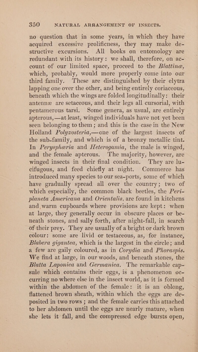 no question that in some years, in which they have acquired excessive prolificness, they may make de- structive excursions. All books on entomology are redundant with its history: we shall, therefore, on ac- count of our limited space, proceed to the Blattine, which, probably, would more properly come into our third family. These are distinguished by their elytra lapping one over the other, and being entirely coriaceous, beneath which the wings are folded longitudinally: their antenne are setaceous, and their legs all cursorial, with pentamerous tarsi. Some genera, as usual, are entirely apterous, —at least, winged individuals have not yet been seen belonging to them ; and this is the casein the New Holland Polyzosteria,—one of the largest insects of the sub-family, and which is of a bronzy metallic tint. In Peryspheria and Heterogamia, the male is winged, and the female apterous. The majority, however, are winged insects in their final condition. They are lu- cifugous, and feed chiefly at night. Commerce has introduced many species to our sea-ports, some of which have gradually spread all over the country; two of which especially, the common black beetles, the Peri- planeta Americana and Orientalis, are found in kitchens and,warm cupboards where provisions are kept: when at large, they generally occur in obscure places or be- neath stones, and sally forth, after night-fall, in search of their prey. They are usually of a bright or dark brown colour: some are livid or testaceous, as, for instance, Blabera gigantea, which is the largest in the circle; and a few are gaily coloured, as in Corydia and Phoraspis. We find at large, in our woods, and beneath stones, the Blatia Laponica and Germanica. The remarkable cap- sule which contains their eges, is a phenomenon oc- curring no where else in the insect world, as it is formed within the abdomen of the female: it is an oblong, flattened brown sheath, within which the eggs are de- posited in two rows ; and the female carries this attached to her abdomen until the eggs are nearly mature, when she lets it fall, and the compressed edge bursts open,