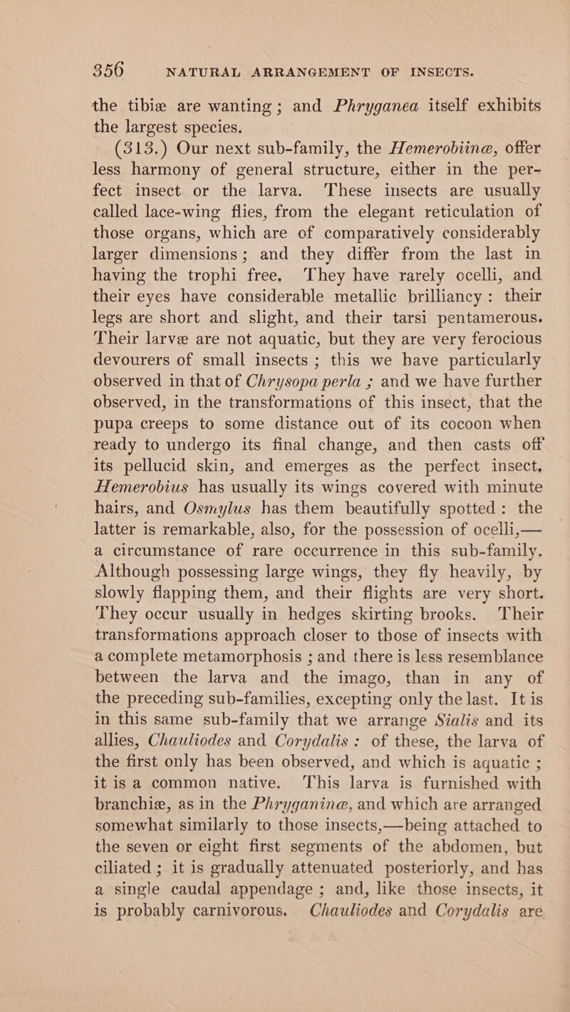 the tibia are wanting; and Phryganea itself exhibits the largest species. (313,) Our next sub-family, the Hemerobiine, offer less harmony of general structure, either in the per- fect insect or the larva. These insects are usually called lace-wing flies, from the elegant reticulation of those organs, which are of comparatively considerably larger dimensions; and they differ from the last in having the trophi free. They have rarely ocelli, and their eyes have considerable metallic brilliancy : their legs are short and slight, and their tarsi pentamerous. Their larve are not aquatic, but they are very ferocious devourers of small insects ; this we have particularly observed in that of Chrysopa perla ; and we have further observed, in the transformations of this insect, that the pupa creeps to some distance out of its cocoon when ready to undergo its final change, and then casts off its pellucid skin, and emerges as the perfect insect, Hemerobius has usually its wings covered with minute hairs, and Osmylus has them beautifully spotted: the latter is remarkable, also, for the possession of ocelli,— a circumstance of rare occurrence in this sub-family. Although possessing large wings, they fly heavily, by slowly flapping them, and their flights are very short. They occur usually in hedges skirting brooks. Their transformations approach closer to those of insects with a complete metamorphosis ; and there is less resemblance between the larva and the imago, than in any of the preceding sub-families, excepting only the last. It is in this same sub-family that we arrange Sialis and its allies, Chauliodes and Corydalis: of these, the larva of the first only has been observed, and which is aquatic ; it is a common native. This larva is furnished with branchie, as in the Phryganine, and which are arranged somewhat similarly to those insects,—being attached to the seven or eight first segments of the abdomen, but ciliated ; it is gradually attenuated posteriorly, and has a single caudal appendage ; and, like those insects, it is probably carnivorous, Chauliodes and Corydalis are