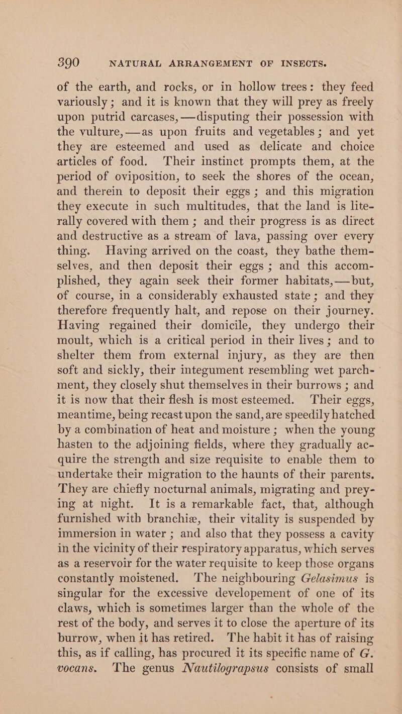 of the earth, and rocks, or in hollow trees: they feed variously ; and it is known that they will prey as freely upon putrid carcases, —disputing their possession with the vulture,—as upon fruits and vegetables ; and yet they are esteemed and used as delicate and choice articles of food. Their instinct prompts them, at the period of oviposition, to seek the shores of the ocean, and therein to deposit their eggs ; and this migration they execute in such multitudes, that the land is lite- rally covered with them ; and their progress is as direct and destructive as a stream of lava, passing over every thing. Having arrived on the coast, they bathe them- selves, and then deposit their eggs ; and this accom- plished, they again seek their former habitats,— but, of course, in a considerably exhausted state; and they therefore frequently halt, and repose on their journey. Having regained their domicile, they undergo their moult, which is a critical period in their lives; and to shelter them from external injury, as they are then soft and sickly, their integument resembling wet parch- ment, they closely shut themselves in their burrows ; and it is now that their flesh is most esteemed. Their eggs, meantime, being recast upon the sand, are speedily hatched by a combination of heat and moisture ; when the young hasten to the adjoining fields, where they gradually ac- quire the strength and size requisite to enable them to undertake their migration to the haunts of their parents. They are chiefly nocturnal animals, migrating and prey- ing at night. It is a remarkable fact, that, although furnished with branchie, their vitality is suspended by immersion in water ; and also that they possess a cavity in the vicinity of their respiratory apparatus, which serves as a reservoir for the water requisite to keep those organs constantly moistened. The neighbouring Gelasimus is singular for the excessive developement of one of its claws, which is sometimes larger than the whole of the rest of the body, and serves it to close the aperture of its burrow, when it has retired. The habit it has of raising this, as if calling, has procured it its specific name of G. vocans. The genus Nautilograpsus consists of small
