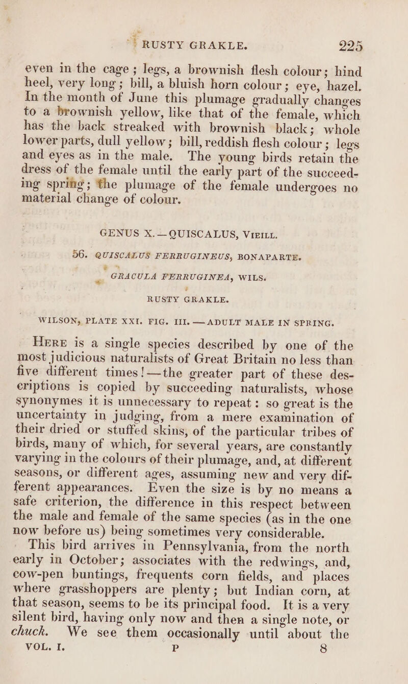 even in the cage ; legs, a brownish flesh colour; hind heel, very long; bill, a bluish horn colour ; eye, hazel. In the month of June this plumage gradually changes to a brownish yellow, like that of the female, which has the back streaked with brownish black; whole lower parts, dull yellow; bill, reddish flesh colour ; legs and eyes as in the male. The young birds retain the dress of the female until the early part of the succeed- ing spring; the plumage of the female undergoes no material change of colour. GENUS X.—QUISCALUS, Vieitt. 56. QUISCALUS FERRUGINEUS, BONAPARTE. .*”* o GRACULA FERRUGINEA, WILS. ; RUSTY GRAKLE. WILSON, PLATE XXI. FIG. Il]. — ADULT MALE IN SPRING. HERE is a single species described by one of the most judicious naturalists of Great Britain no less than five different times!—the greater part of these des- eriptions is copied by succeeding naturalists, whose Synonymes it is unnecessary to repeat: so great is the uncertainty in judging, from a mere examination of their dried or stuffed skins, of the particular tribes of birds, many of which, for several years, are constantly varying in the colours of their plumage, and, at different seasons, or different ages, assuming new and very dif- ferent appearances. Even the size is by no means a safe criterion, the difference in this respect between the male and female of the same species (as in the one now before us) being sometimes very considerable. This bird arrives in Pennsylvania, from the north early in October; associates with the redwings, and, cow-pen buntings, frequents corn fields, and places where grasshoppers are plenty; but Indian corn, at that season, seems to be its principal food. It is a very silent bird, having only now and then a single note, or chuck. We see them occasionally until about the VOL. I. P 8