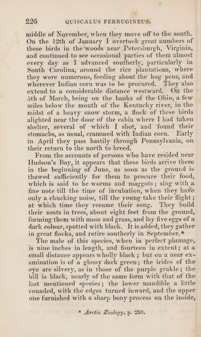 2396 QUISCALUS FERRUGINEUS: middle of November, when they move off to the south. On the 12th of January I overtook great numbers of these birds in the ‘woods near Petersburgh, Virginia, and continued to see occasional parties of them almost every day as I advanced southerly, particularly im South Carolina, around the rice plantations, where they were numerous, feeding about the hog pens, and wherever Indian corn was to be procured. They also extend to a considerable distance westward. On the 5th of March, being on the banks of the Ohio, a few miles below the mouth of the Kentucky river, in the midst of a heavy snow storm, a flock of these birds alighted near the door of the cabin where I had taken shelter, several of which I shot, and found their stomachs, as usual, crammed with Indian corn. Early in April they pass hastily through Pennsylvania, on their return to the north to breed. From the accounts of persons who have resided near Hudson’s Bay, it appears that these birds arrive there in the beginning of June, as soon as the ground is thawed sufficiently for them to procure their food, which is said to be worms and maggots; sing with a fine note till the time of incubation, when they have only a chucking noise, till the young take their flight ; at which time they resume their song. They build their nests in trees, about eight feet from the ground, forming them with moss and grass, and lay five eggs of a dark colour, spotted with black. It is added, they gather in great flocks, and retire southerly in September. * The male of this species, when in perfect phumage, is nine inches in length, and fourteen in extent; ata small distance appears wholly black ; but on a near ex- amination is of a glossy dark green; the irides of the eye are silvery, as in those of the purple grakle; the bill is black, nearly of the same form with that of the last mentioned species; the lower mandible a little rounded, with the edges turned inward, and the upper one furnished with a sharp bony process on the inside, * Arctic Zoology, p. 259.