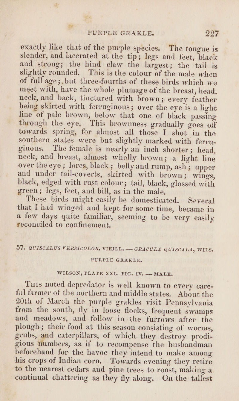 exactly like that of the purple species. The tongue is slender, and lacerated at the tip; legs and feet, black and strong; the hind claw the largest; the -tail is slightly rounded. This is the colour of the male when of full age;.but three-fourths of these birds which we meet with, have the whole plumage of the breast, head, neck, and back, tinctured with brown; every feather being skirted with ferruginous; over the eye is a light line of pale brown, below that one of black passing through the eye. This brownness gradually goes off towards spring, for almost all those I shot in the southern states were but slightly marked with ferru- ginous. The female is nearly an inch shorter; head, neck, and breast, almost wholly brown; a light line over the eye ; lores, black ; belly and rump, ash ; upper aud under tail-coverts, skirted with brown; wings, black, edged with rust colour; tail, black, glossed with green; legs, feet, and bill, as in the male, These birds might easily be domesticated. Several that I had winged and kept for some time, became in a few days quite familiar, seeming to be very easily reconciled to confinement. 57. QUISCALUS VFERSICOLOR, VIEILL. —— GRACULA QUISCA LA, WILS, PURPLE GRAKLE. WILSON, PLATE XXI. FIG. LV. —-MALE. Tuts noted depredator is well known to every care- ful farmer of the northern and middle states. About the 20th of March the purple grakles visit Pennsylvania from the south, fly in loose flocks, frequent swamps and meadows, and follow in the furrows after the plough ; their food at this season consisting of worms, grubs, and caterpillars, of which they destroy prodi- gious numbers, as if to recompense the husbandman beforehand for the havoc they intend to make among his crops of Indian corn. Towards evening they retire to the nearest cedars and pine trees to roost, making a continual chattering as they fly along. On the tallest