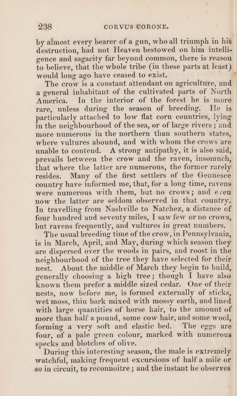 by almost every bearer of a gun, who all triumph in his destruction, had not Heaven bestowed on him intelli- gence and sagacity far beyond common, there is reason to believe, that the whole tribe (in these parts at least) would long ago have ceased to exist. . The crow is a constant attendant on agriculture, and a general inhabitant of the cultivated parts of North America. In the interior of the forest he is more rare, unless during the season of breeding. He is particularly attached to low flat corn countries, lying in the neighbourhood of the sea, or of large rivers ; and more numerous in the northern than southern states, where vultures abound, and with whom the crows are unable to contend. A strong antipathy, it is also said, prevails between the crow and the raven, insomuch, that where the latter are numerous, the former rarely resides. Many of the first settlers of the Gennesee country have informed me, that, for a long time, ravens were numerous with them, but no crows; and even now the latter are seldom observed in that country. In travelling from Nashville to Natchez, a distance of four hundred and seventy miles, I saw few or no crows, but ravens frequently, and vultures in great numbers. The usual breeding time of the crow, in Pennsylvania, is in March, April, and May, during which season they are dispersed over the woods in pairs, and roost in the neighbourhood of the tree they have selected for their nest. About the middle of March they begin to build, generally choosing a high tree; though I have also known them prefer a middle sized cedar. One of their nests, now before me, is formed externally of sticks, wet moss, thin bark mixed with mossy earth, and lined with large quantities of horse hair, to the amount of more than half a pound, some cow hair, and some wool, forming a very soft and elastic bed. The eggs are four, of a pale green colour, marked with numerous specks and blotches of olive. During this interesting season, the male is extremely watchful, making frequent excursions of half a mile or $0 in circuit, to reconnoitre ; and the instant he observes