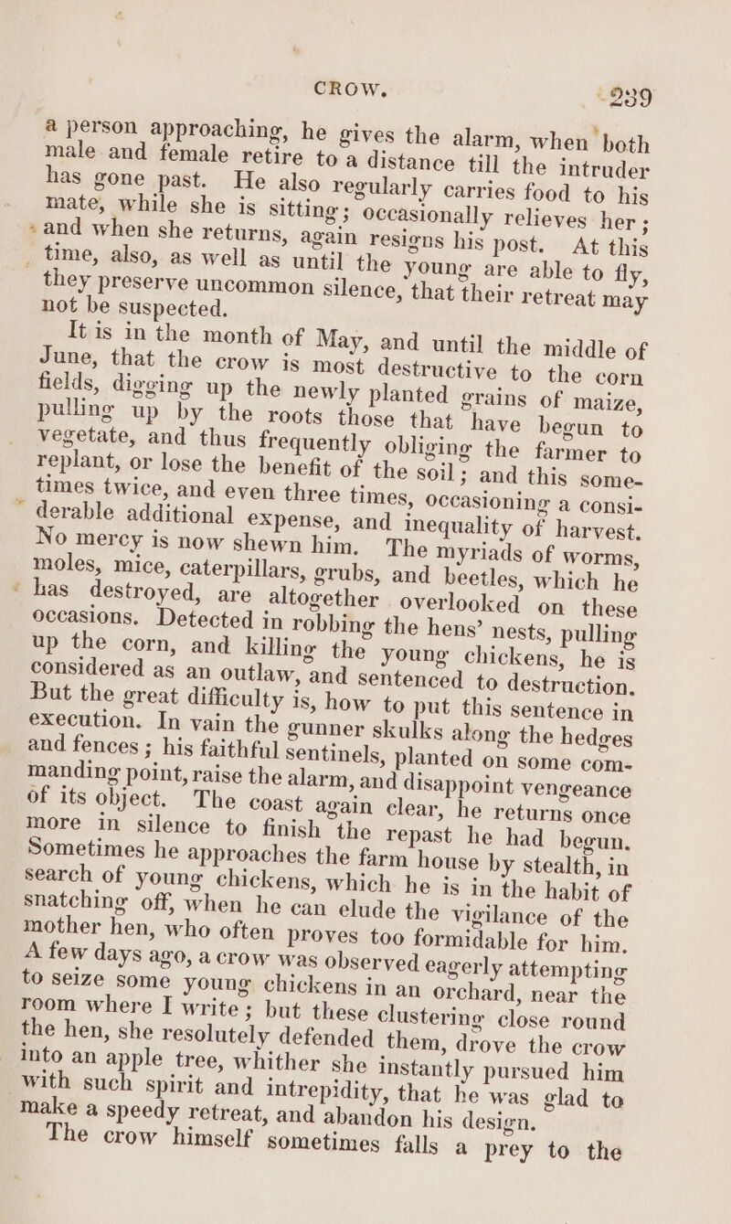 w CROW. -239 ° . $ a person approaching, he gives the alarm, when both male and female retire to a distance till the intruder has gone past. He also regularly carries food to his mate, while she is sitting ; occasionally relieves her ; and when she returns, again resigns his post. At this . they preserve uncommon silence, that their retreat may not be suspected. It is in the month of May, and until the middle of June, that the crow is most destructive to the corn fields, digging up the newly planted grains of maize, pulling up by the roots those that have begun to vegetate, and thus frequently obliging the farmer to replant, or lose the benefit of the soil; and this some- times twice, and even three times, occasioning a consi- No mercy is now shewn him. The myriads of worms, moles, mice, caterpillars, grubs, and beetles, which he occasions. Detected in robbing the hens? nests, pulling up the corn, and killing the young chickens, he is considered as an outlaw, and sentenced to destruction. But the great difficulty is, how to put this sentence in execution. In vain the gunner skulks along the hedges and fences ; his faithful sentinels, planted on some com- room where I write; but these clustering close round the hen, she resolutely defended them, drove the crow into an apple tree, whither She instantly pursued him with such spirit and intrepidity, that he was glad to make a speedy retreat, and abandon his design. The crow himself sometimes falls a prey to the