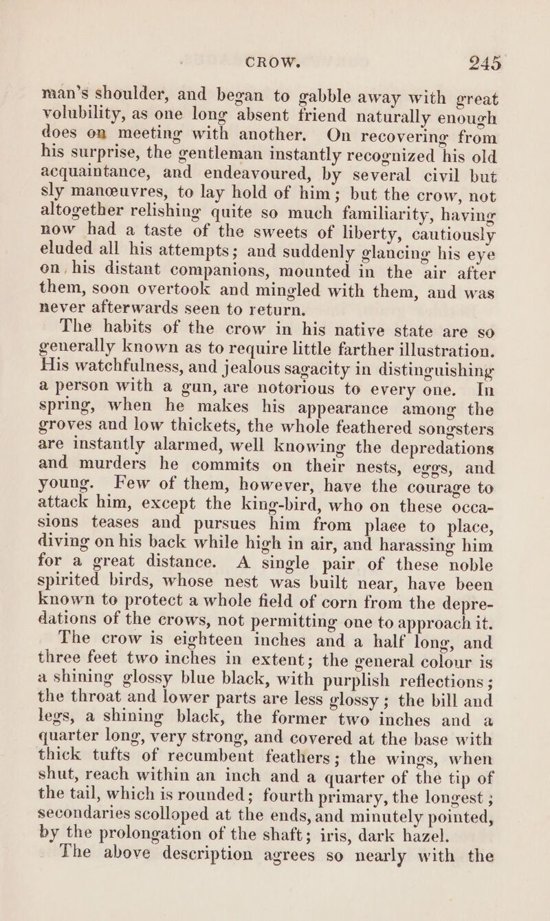 man’s shoulder, and began to gabble away with great volubility, as one long absent friend naturally enough does on meeting with another. On recovering from his surprise, the gentleman instantly recognized his old acquaintance, and endeavoured, by several civil but sly maneuvres, to lay hold of him; but the crow, not altogether relishing quite so much familiarity, having now had a taste of the sweets of liberty, cautiously eluded all his attempts; and suddenly glancing his eye on his distant companions, mounted in the air after them, soon overtook and mingled with them, and was never afterwards seen to return. The habits of the crow in his native state are so generally known as to require little farther illustration. His watchfulness, and jealous sagacity in distinguishing a person with a gun, are notorious to every one. In spring, when he makes his appearance among the groves and low thickets, the whole feathered songsters are instantly alarmed, well knowing the depredations and murders he commits on their nests, eggs, and young. Few of them, however, have the courage to attack him, except the king-bird, who on these occa- sions teases and pursues him from place to place, diving on his back while high in air, and harassing him for a great distance. A single pair of these noble spirited birds, whose nest was built near, have been known to protect a whole field of corn from the depre- dations of the crows, not permitting one to approach it. The crow is eighteen inches and a half long, and three feet two inches in extent; the general colour is a shining glossy blue black, with purplish reflections ; the throat and lower parts are less glossy ; the bill and legs, a shining black, the former two inches and a quarter long, very strong, and covered at the base with thick tufts of recumbent feathers; the wings, when shut, reach within an inch and a quarter of the tip of the tail, which is rounded; fourth primary, the longest ; secondaries scolloped at the ends, and minutely pointed, by the prolongation of the shaft; iris, dark hazel. The above description agrees so nearly with the