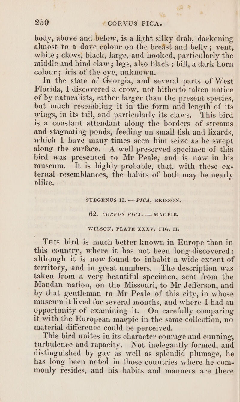 body, above and below, is a light silky drab, darkening almost to a dove colour on the bredst and belly; vent, white; claws, black, large, and hooked, particularly the middle and hind claw; legs, also black ; bill, a dark horn colour; iris of the eye, unknown. In the state of Georgia, and several parts of West Florida, I discovered a crow, not hitherto taken notice of by naturalists, rather larger than the present species, but much resembling it in the form and length of its wiags, in its tail, and particularly its claws. This bird is a constant attendant along the borders of streams and stagnating ponds, feeding on small fish and lizards, which I have many times seen him seize as he swept along the surface. A well preserved specimen of this bird was presented to Mr Peale, and is now in his museum. It is highly probable, that, with these ex- ternal resemblances, the habits of both may be nearly alike. SUBGENUS II. — PICA, BRISSON. 62. CORFUS PICA. — MAGPIE. WILSON, PLATE XXXV. FIG. Il. Tus bird is much better known in Europe than in this country, where it has net been long discovered ; although it is now found to inhabit a wide extent of territory, and in great numbers. The description was taken from a very beautiful specimen, sent from the Mandan nation, on the Missouri, to Mr Jefferson, and by that gentleman to Mr Peale of this city, in whose museum it lived for several months, and where I had an opportunity of examining it. On carefully comparing it with the European magpie in the same collection, no material difference could be perceived. This bird unites in its character courage and cunning, turbulence and rapacity. Not inelegantly formed, and distinguished by gay as well as splendid plumage, he has long been noted in those countries where he com- monly resides, and his habits and manners are there