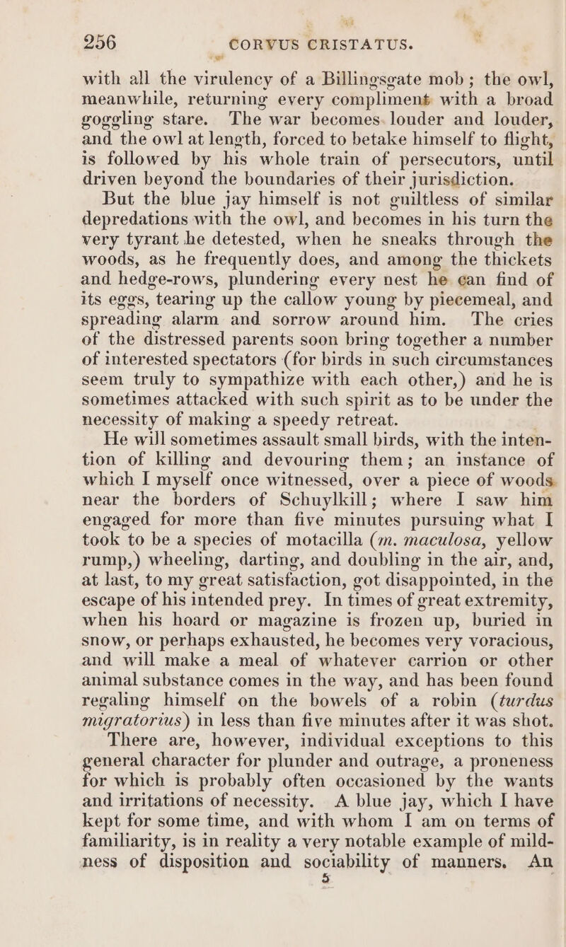 ye 256 CORVUS CRISTATUS. with all the virulency of a Billingsgate mob; the owl, meanwhile, returning every compliment with a broad goggling stare. The war becomes. louder and louder, and the owl at length, forced to betake himself to flight, is followed by his whole train of persecutors, until driven beyond the boundaries of their jurisdiction. But the blue jay himself is not guiltless of similar depredations with the owl, and becomes in his turn the very tyrant he detested, when he sneaks through the woods, as he frequently does, and among the thickets and hedge-rows, plundering every nest he ean find of its eggs, tearing up the callow young by piecemeal, and spreading alarm and sorrow around him. The cries of the distressed parents soon bring together a number of interested spectators (for birds in such circumstances seem truly to sympathize with each other,) and he is sometimes attacked with such spirit as to be under the necessity of making a speedy retreat. | He will sometimes assault small birds, with the inten- tion of killing and devouring them; an instance of which I myself once witnessed, over a piece of woods near the borders of Schuylkill; where I saw him engaged for more than five minutes pursuing what I took to be a species of motacilla (m. maculosa, yellow rump,) wheeling, darting, and doubling in the air, and, at last, to my great satisfaction, got disappointed, in the escape of his intended prey. In times of great extremity, when his hoard or magazine is frozen up, buried in snow, or perhaps exhausted, he becomes very voracious, and will make a meal of whatever carrion or other animal substance comes in the way, and has been found regaling himself on the bowels of a robin (turdus migratorius) in less than five minutes after it was shot. There are, however, individual exceptions to this general character for plunder and outrage, a proneness for which is probably often occasioned by the wants and irritations of necessity. A blue jay, which I have kept for some time, and with whom I am on terms of familiarity, is in reality a very notable example of mild- ness of disposition and sociability of manners, An .