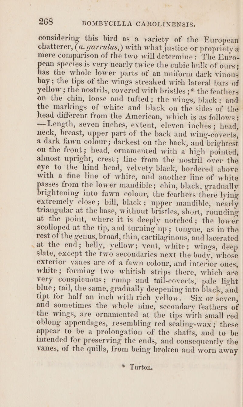 considering this bird as a variety of the European chatterer, (a. garrulus,) with what justice or propriety a mere comparison of the two will determine: The Euro- pean species is very nearly twice the cubic bulk of ours; has the whole lower parts of an uniform dark vinous bay; the tips of the wings streaked with lateral bars of yellow ; the nostrils, covered with bristles ;* the feathers on the chin, loose and tufted; the wings, black; and the markings of white and black on the sides of the head different from the American, which is as follows: — Length, seven inches, extent, eleven inches ; head, neck, breast, upper part of the back and wing-coverts, a dark fawn colour; darkest on the back, and brightest on the front; head, ornamented with a high pointed, almost upright, crest; line from the nostril over the eye to the hind head, velvety black, bordered above with a fine line of white, and another line of white passes from the lower mandible; chin, black, gradually brightening into fawn colour, the feathers there lying extremely close; bill, black; upper mandible, nearly triangular at the base, without bristles, short, rounding at the point, where it is deeply notched; the lower scolloped at the tip, and turning up; tongue, as in the rest of the genus, broad, thin, cartilaginous, and lacerated at the end; belly, yellow; vent, white; wings, deep slate, except the two secondaries next the body, whose exterior vanes are of a fawn colour, and interior ones, white; forming two whitish strips there, which are very conspicuous; rump and tail-coverts, pale hight blue ; tail, the same, gradually deepening into black, and tipt for half an inch with rich yellow. Six or seven, and sometimes the whole nine, secondary feathers of the wings, are ornamented at the tips with small red oblong appendages, resembling red sealing-wax ; these appear to be a prolongation of the shafts, and to be intended for preserving the ends, and consequently the vanes, of the quills, from being broken and worn away * Turton.