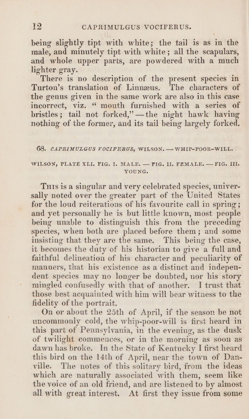 being slightly tipt with white; the tail is as in the male, and minutely tipt with white ; all the scapulars, and whole upper parts, are powdered with a much lighter gray. There is no description of the present species in Turton’s translation of Linneeus. The characters of the genus given in the same work are also in this case incorrect, viz. “ mouth furnished with a series of bristles; tail not forked,’—the night hawk having nothing of the former, and its tail being largely forked. 68. CAPRIMULGUS VOCIFERUS, WILSON. — WHIP-POOR-WILL. WILSON, PLATE XLI. FIG. I. MALE. — FIG. Il. FEMALE. — FIG. III. YOUNG. Tuis is a singular and very celebrated species, univer- sally noted over the greater part of the United States for the loud reiterations of his favourite call in spring ; and yet personally he is but little known, most people being unable to distinguish this from the preceding species, when both are placed before them; and some insisting that they are the same. This being the case, it becomes the duty of his historian to give a full and faithful delineation of his character and peculiarity of manners, that his existence as a distinct and indepen- dent species may no longer be doubted, nor his story mingled confusedly with that of another. I trust that those best acquainted with him will bear witness to the fidelity of the portrait. On or about the 25th of April, if the season be not uncommonly cold, the whip-poor-will is first heard in this part of Pennsylvania, in the evening, as the dusk of twilight commences, or in the morning as soon as dawn has broke. In the State of Kentucky I first heard this bird on the 14th of April, near the town of Dan- ville. The notes of this solitary bird, from the ideas which are naturally associated with them, seem like the voice of an old friend, and are listened to by almost all with great interest. At first they issue from some