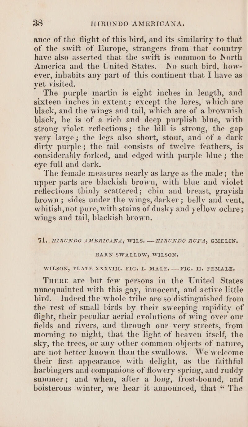 ance of the flight of this bird, and its similarity to that of the swift of Europe, strangers from that country have also asserted that the swift 1s common to North America and the United States. No such bird, how- ever, inhabits any part of this continent that I have as yet visited. The purple martin is eight inches in length, and sixteen inches in extent; except the lores, which are black, and the wings and tail, which are of a brownish black, he is of a rich and deep purplish blue, with strong violet reflections; the bill is strong, the gap very large; the legs also short, stout, and of a dark dirty purple; the tail consists of twelve feathers, is considerably forked, and edged with purple blue; the eye full and dark. The female measures nearly as large as the male; the upper parts are blackish brown, with blue and violet reflections thinly scattered; chin and breast, grayish brown ; sides under the wings, darker ; belly and vent, whitish, not pure, with stains of dusky and yellow ochre; wings and tail, blackish brown. 71. HIRUNDO AMERICANA, WILS. —HIRUNDO RUFA, GMELIN. BARN SWALLOW, WILSON. WILSON, PLATE XXXVIII. FIG. I. MALE. —FIG. Il. FEMALE. THERE are but few persons in the United States unacquainted with this gay, innocent, and active little bird. Indeed the whole tribe are so distinguished from the rest of small birds by their sweeping rapidity of flight, their peculiar aerial evolutions of wing over our fields and rivers, and through our very streets, from morning to night, that the light of heaven itself, the sky, the trees, or any other common objects of nature, are not better known than the swallows. We welcome their first appearance with delight, as the faithful harbingers and companions of flowery spring, and ruddy summer; and when, after a long, frost-bound, and boisterous winter, we hear it announced, that “ The