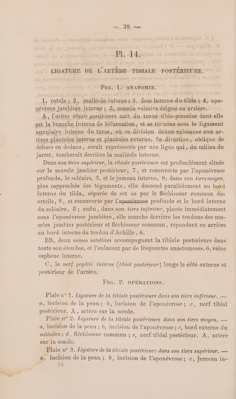 “gs BL el das LIGATURE DE :L'ARTÈRE: TIBIALE POSTÉRIEURE. : “FrG. 1 ANATOMIE. A, rotule ; .malléole interne: 3, face interne-dw tibia ; 4, apo- À, l'artère tibjale postérieure, naît dutrone tibio-péronier dont elle est. la branche interne de bifurcation, et.se termine sous le ligament annulaire interne, du tarse, où sa division, donne naissance aux ar- tères plantaire interne et plantaire externe. Sa: direction, oblique de dehors en dedans, serait représentée par une ligne qui, du milieu du jarret, tomberait derrière la malléole interne. Dans son Yiers supérieur, la tibiale postérieure est profondément située sur le muscle jambier postérieur, 7, et recouverte par l’aponévrose profonde, le soléaire, 5, et le jumeau interne, 9; dans son tiers moyen, plus rapprochée des téguments, elle descend parallèlement au bord interne du tibia, séparée de cet os par le fléchisseur commun des orteils, 8, et recouverte par l’aponévrose profonde et le bord interne du soléaire, 5 ; enfin, dans son fiers inférieur, placée immédiatement sous l’aponévrose jambière, elle marche derrière les tendons des mu- scles jambier postérieur et fléchisseur commun, répondant en arrière au bord interne du tendon d'Achille, 6. BB, deux veines satellites accompagnent la tibiale postérieure dans toute son étendue, et l’enlacent par de fréquentes anastomoses. 6, veine saphène interne. C, le nerf poplité interne (tibial postérieur) longe le côté externe et postérieur de l’artère. FiG. 2. OPÉRATIONS. Plaie n° 1. Ligature de la tibiale postérieure dans son tiers inférieur. — a, incision de la peau; b, incision de l’aponévrose; c, nerf tibial postérieur. À, artère sur la sonde. Plaie n° 2. Ligature de la tibiale postérieure dans son tiers moyen. — a, incision de la peau ; b, incision de l’aponévrose ; ce, bord externe du soléaire ; d, fléchisseur commun ; e, nerf tibial postérieur. À, artère sur la sonde. Plaie n° 3. Ligature de la tibiale postérieure dans son tiers supérieur. — a, incision de la peau ; b ER » incision de l’aponévrose; c, jumeau in-